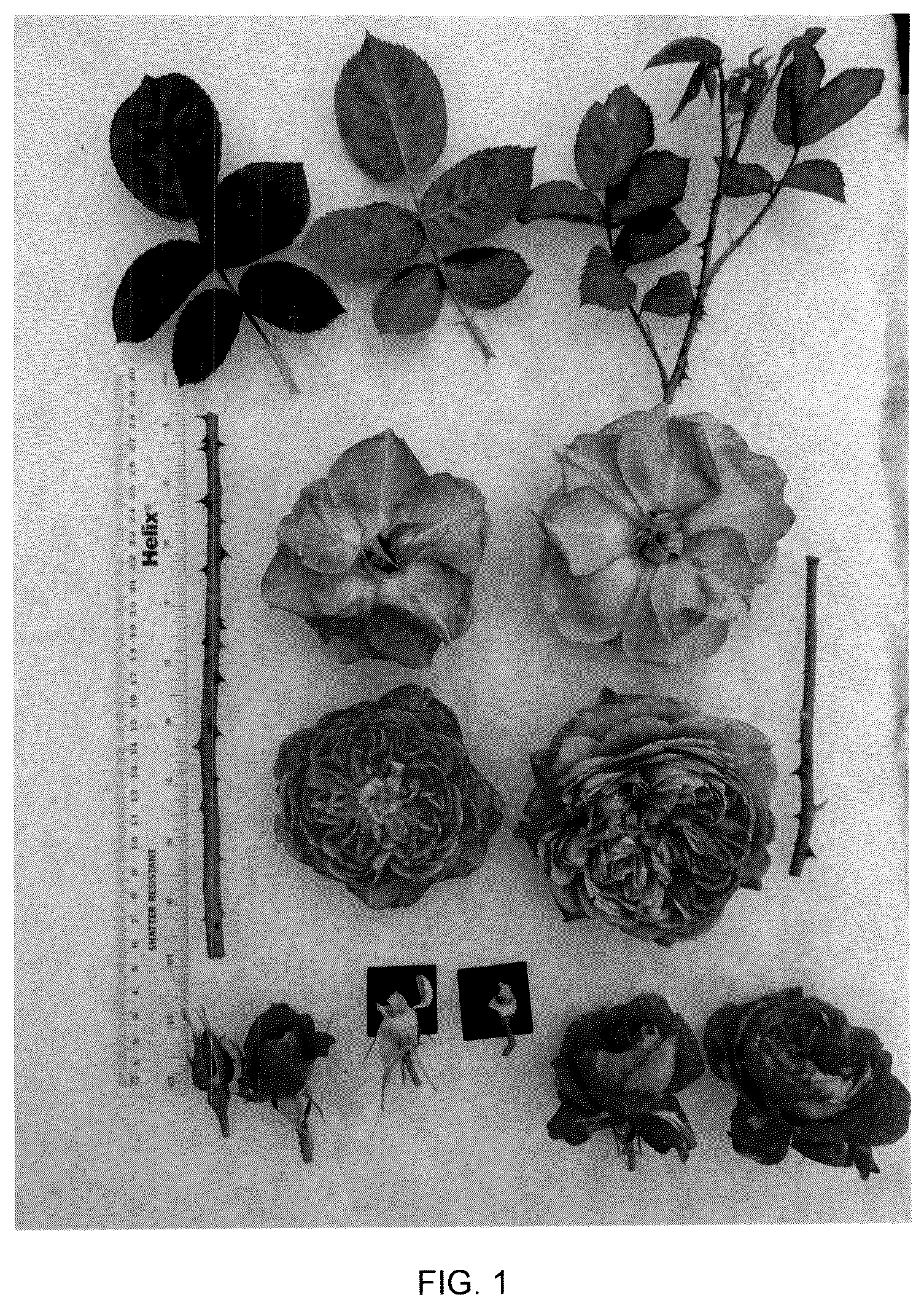Patent USPP037386 Figure 1 – Shrub rose plant named ‘AUSB44A16’
