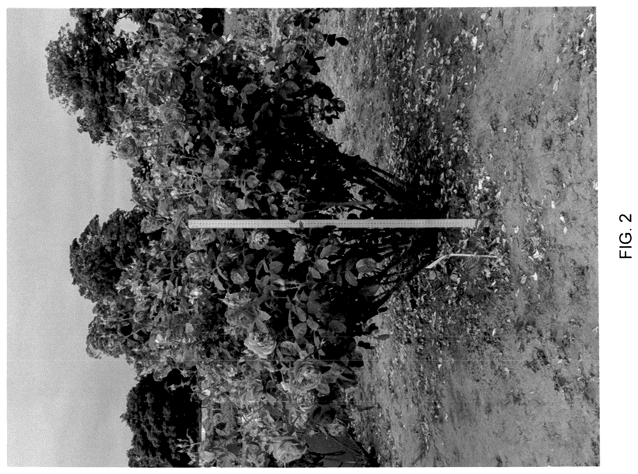 Patent USPP037386 Figure 2 – Shrub rose plant named ‘AUSB44A16’