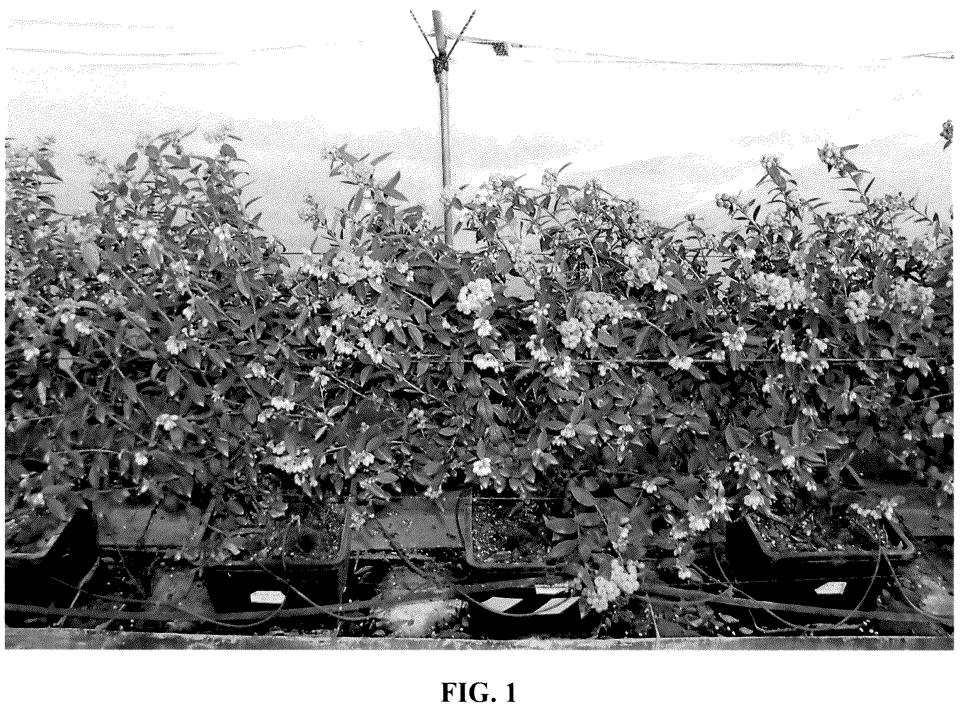 Patent USPP037387 Figure 1 – Blueberry plant named ‘FCE18-015’