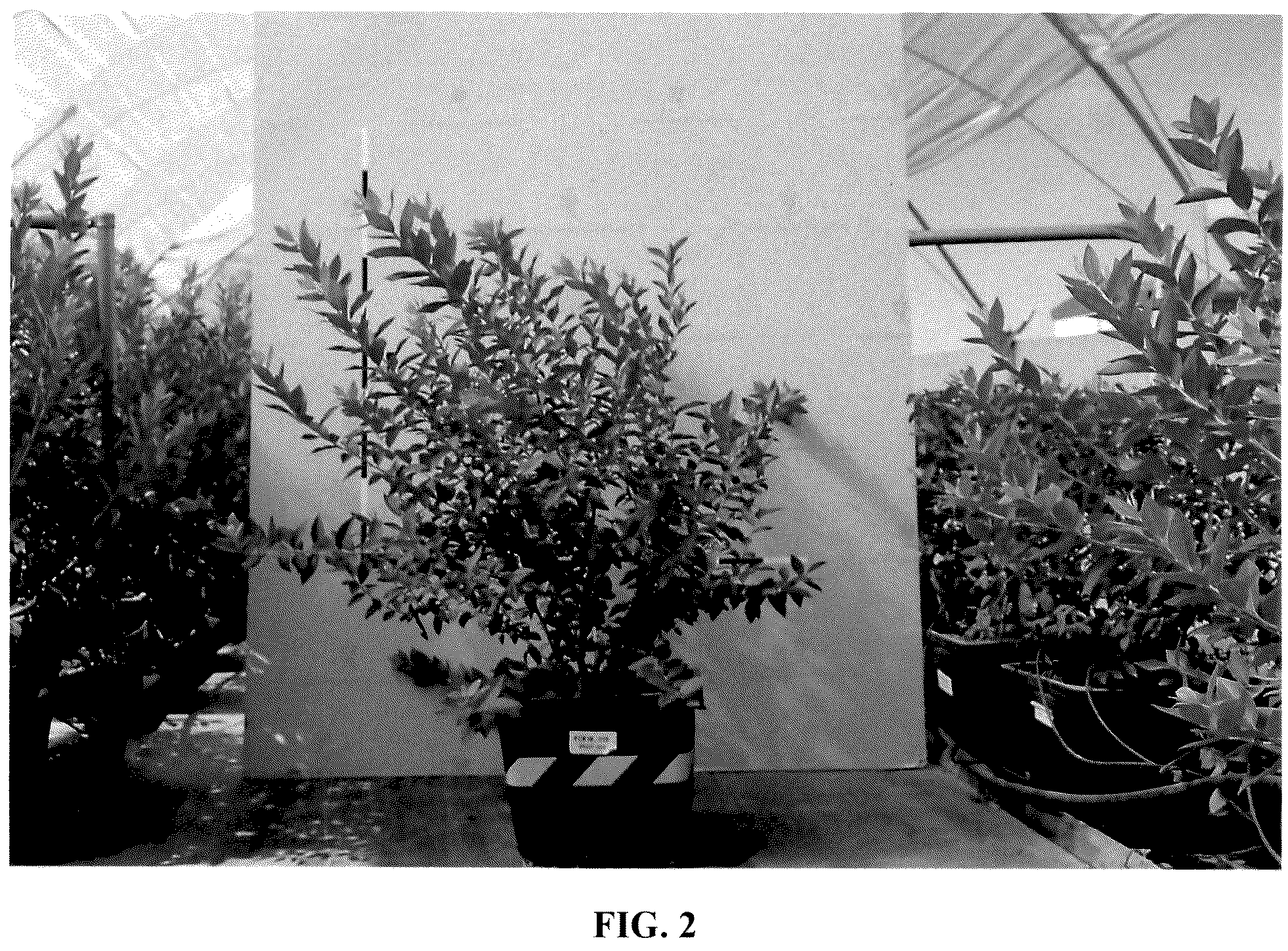 Patent USPP037387 Figure 2 – Blueberry plant named ‘FCE18-015’
