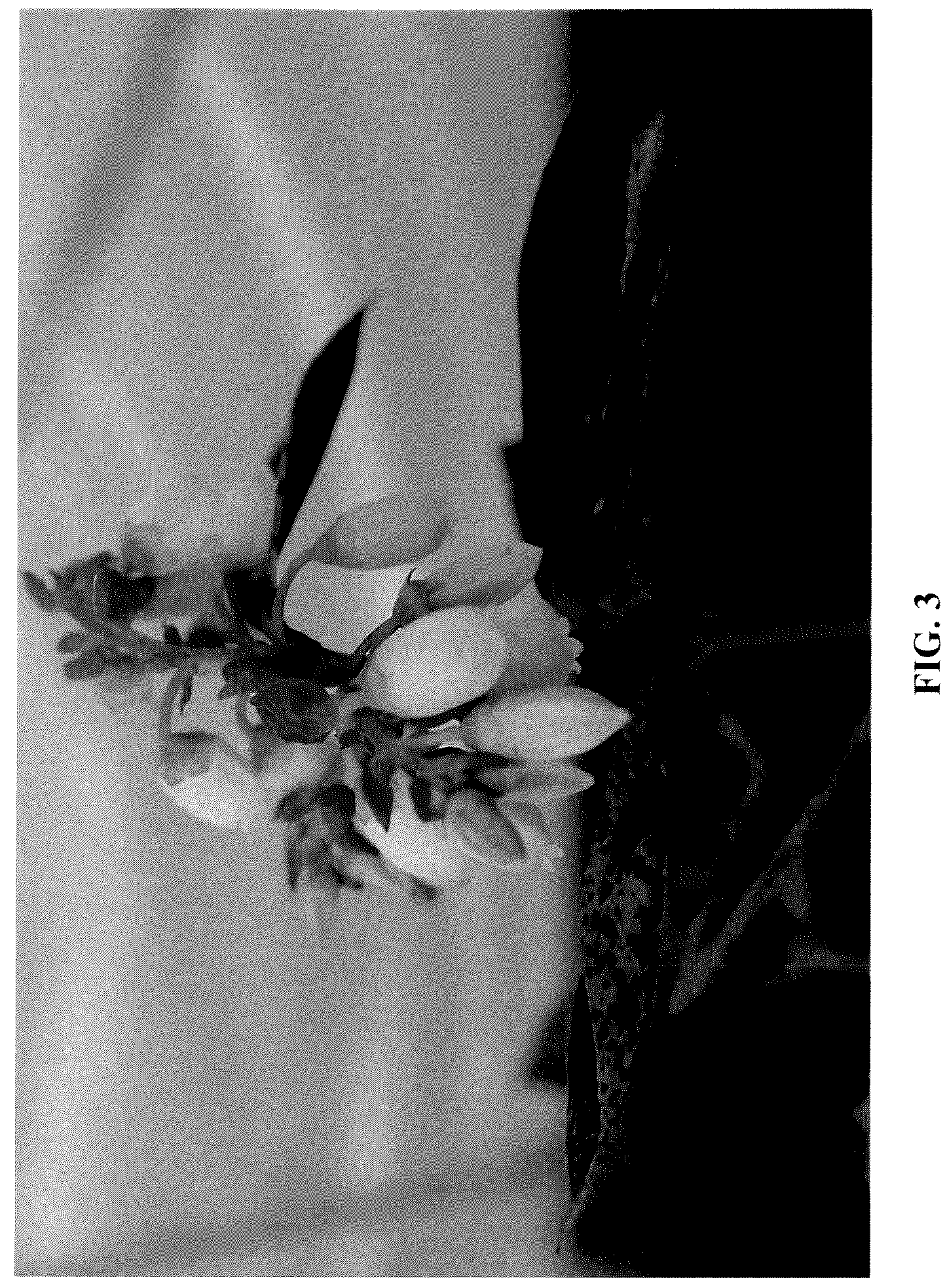 Patent USPP037387 Figure 3 – Blueberry plant named ‘FCE18-015’