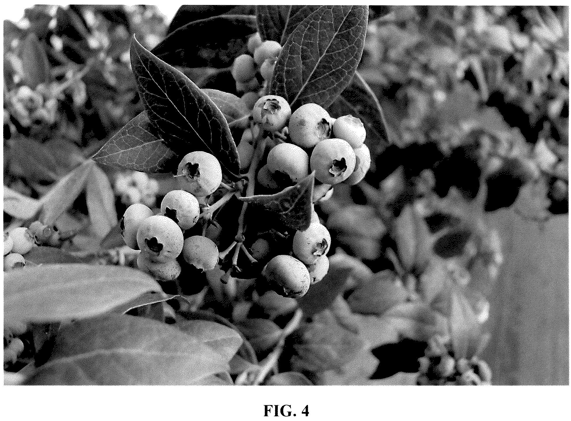 Patent USPP037387 Figure 4 – Blueberry plant named ‘FCE18-015’