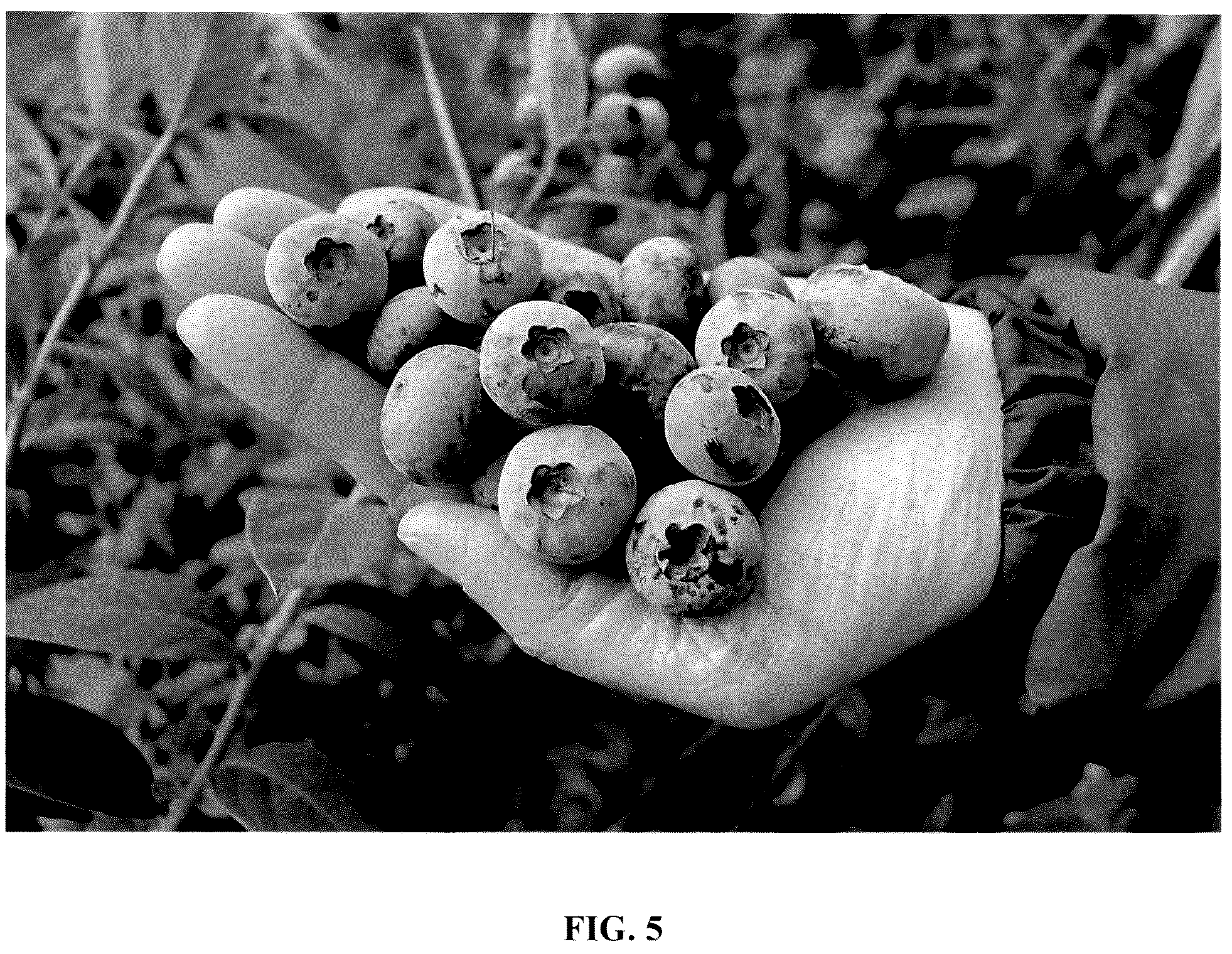 Patent USPP037387 Figure 5 – Blueberry plant named ‘FCE18-015’