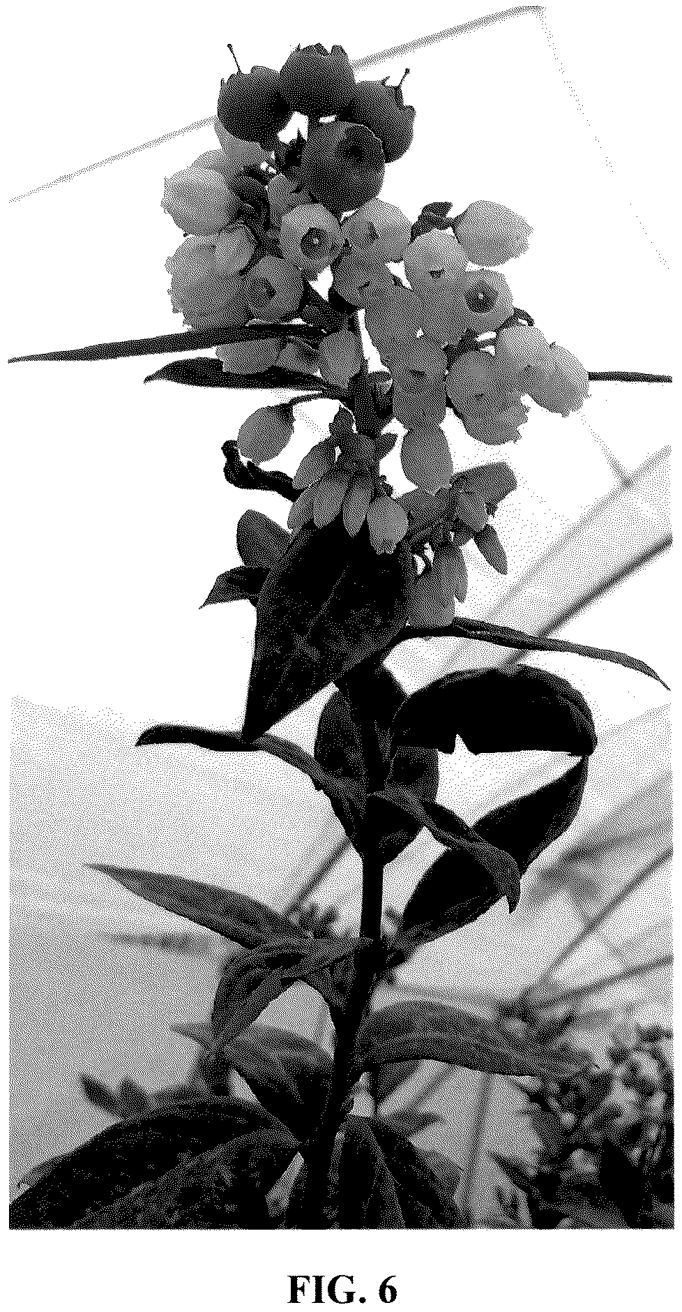 Patent USPP037387 Figure 6 – Blueberry plant named ‘FCE18-015’