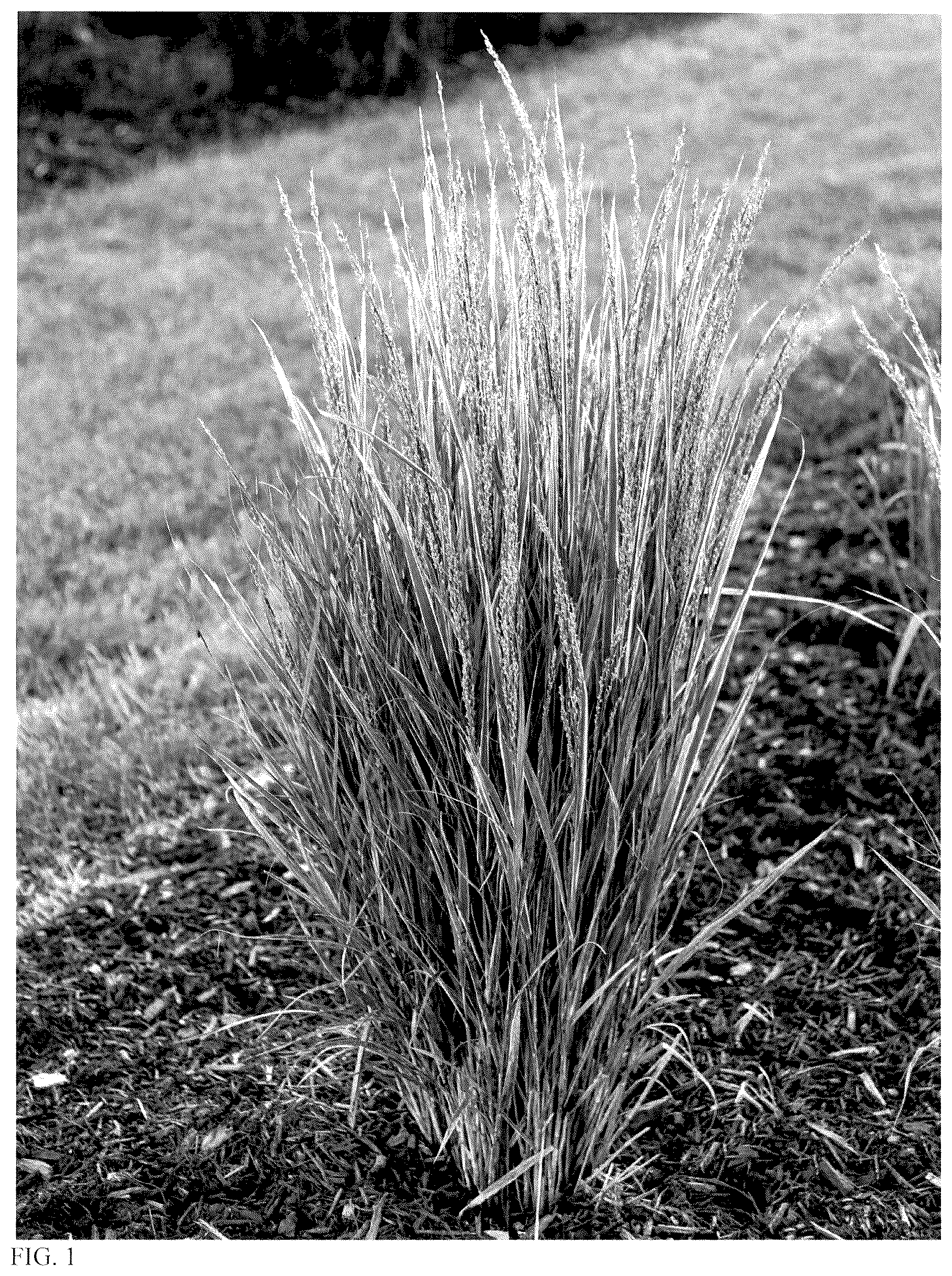 Patent USPP037388 Figure 1 – Panicum plant named ‘Switcheroo’
