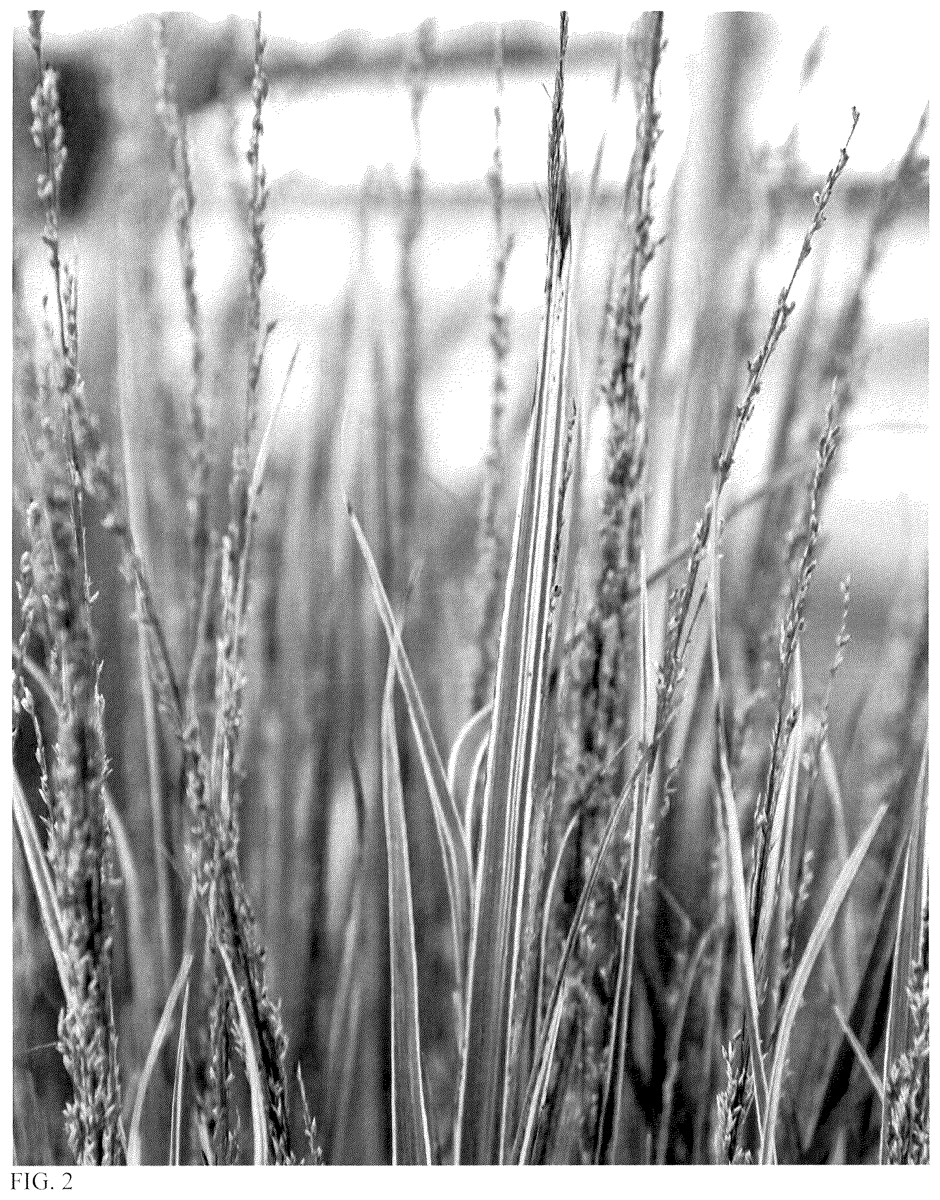 Patent USPP037388 Figure 2 – Panicum plant named ‘Switcheroo’