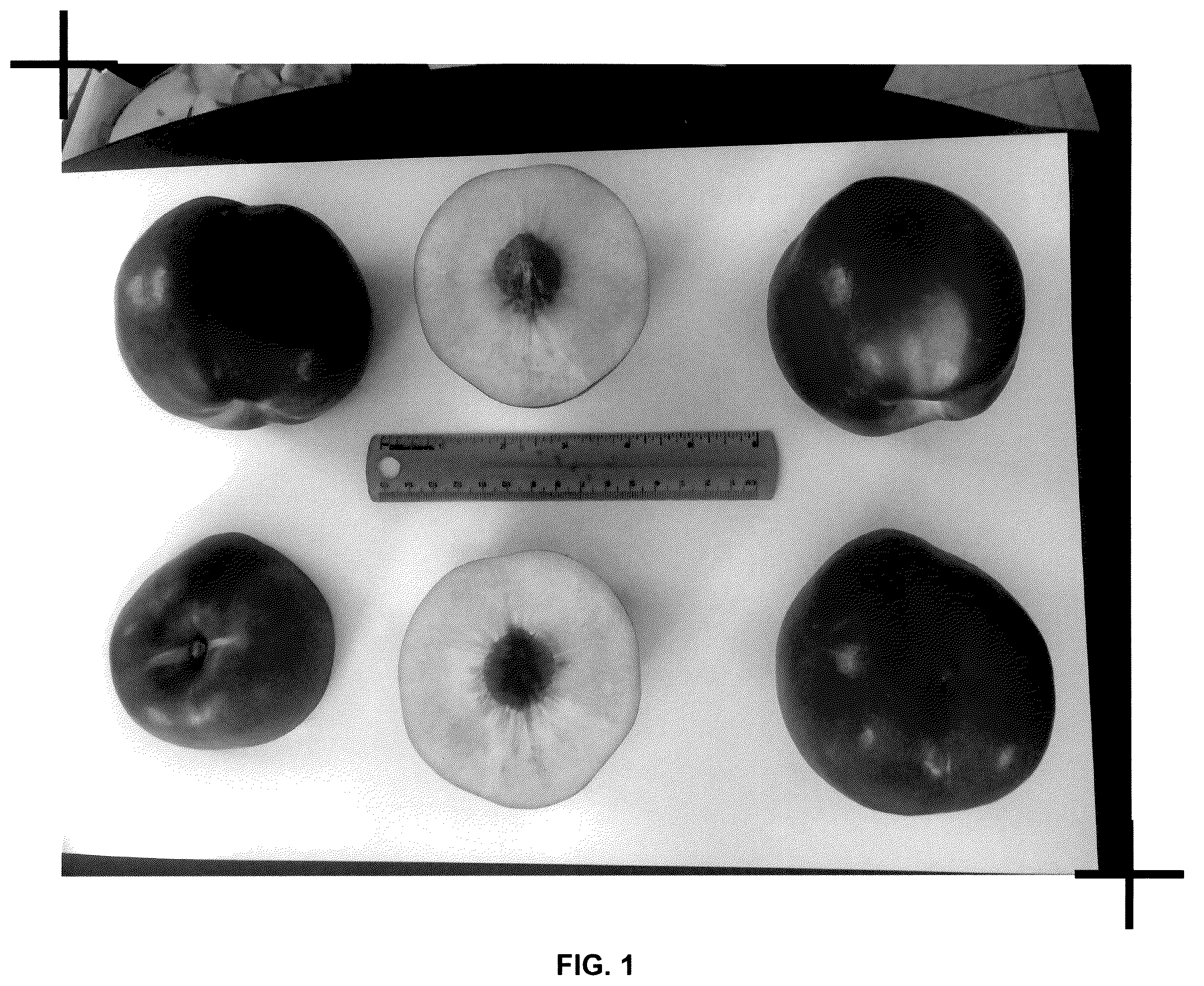 Patent USPP037389 Figure 1 – Nectarine tree named ‘Prima Diamond 7’