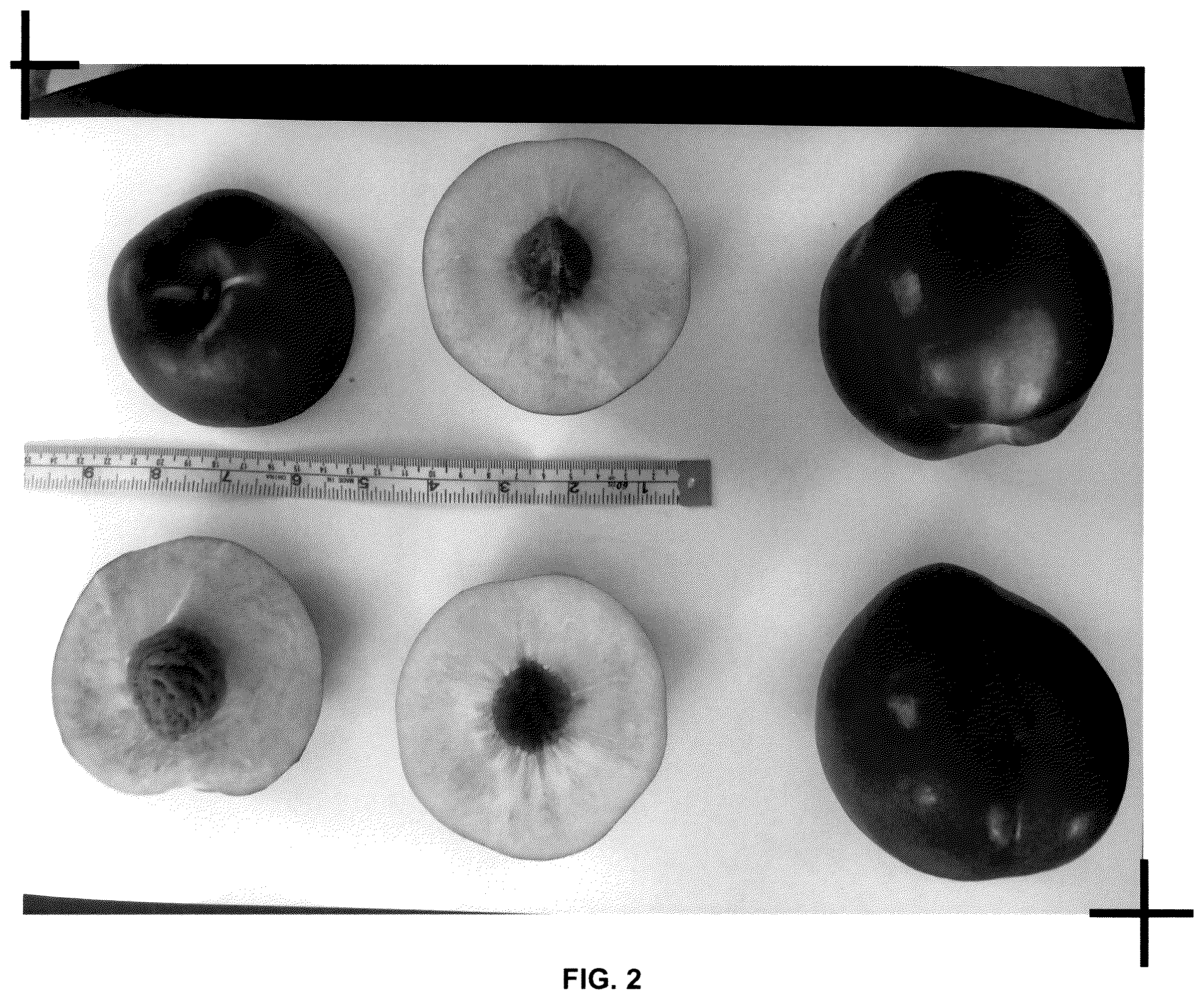 Patent USPP037389 Figure 2 – Nectarine tree named ‘Prima Diamond 7’