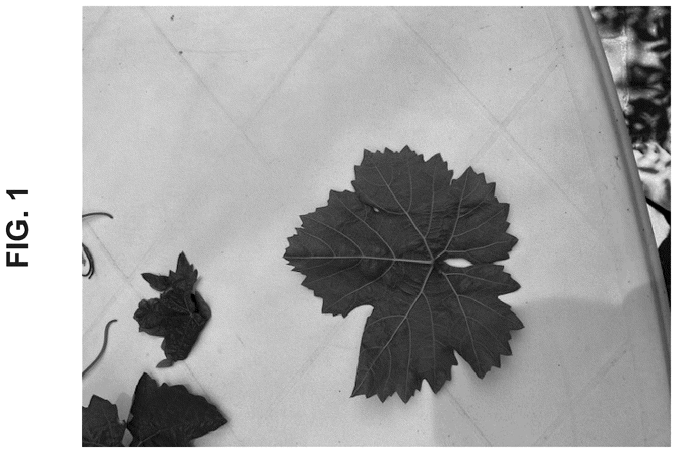 Patent USPP037390 Figure 1 – Grapevine plant named ‘Big Bear’