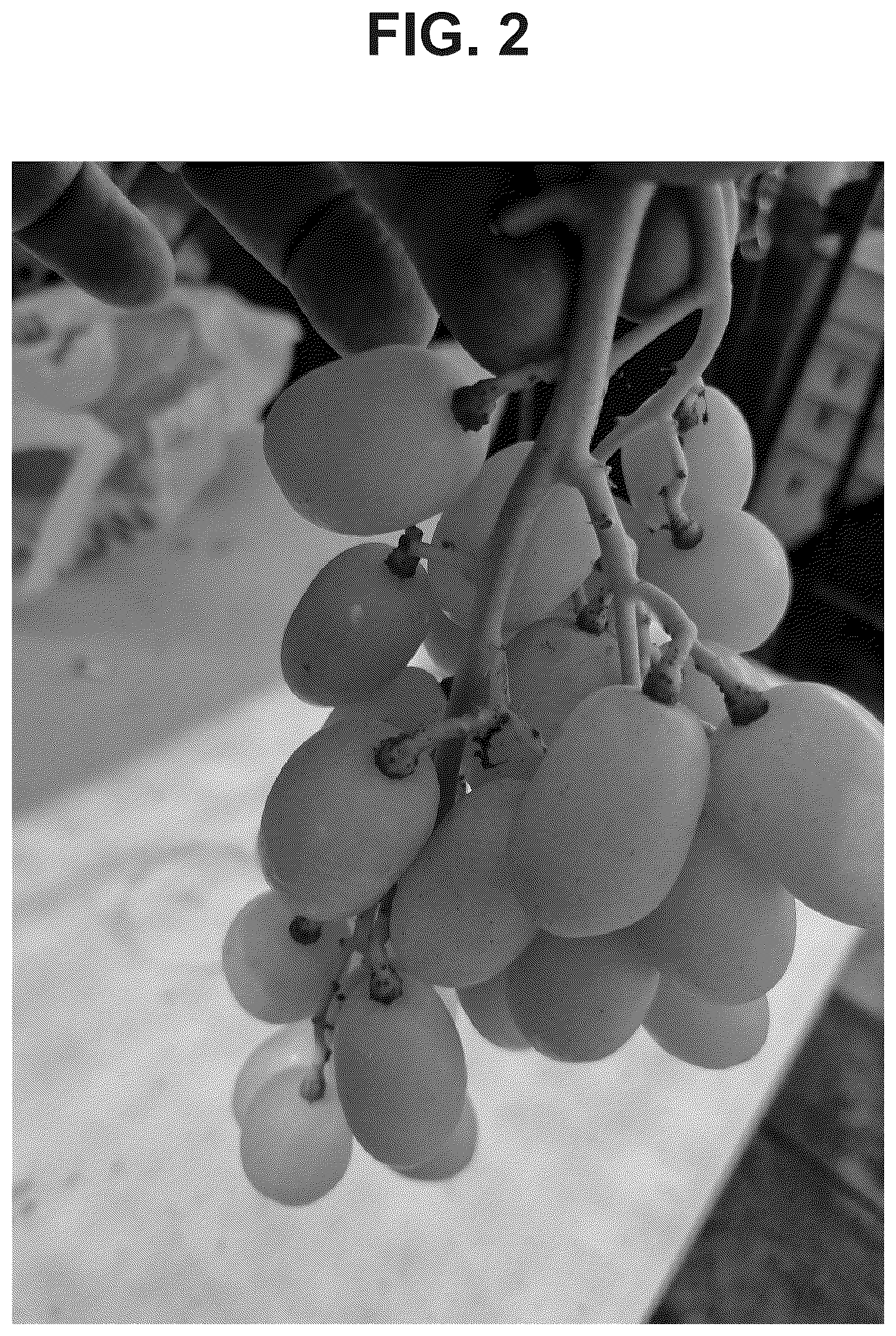 Patent USPP037390 Figure 2 – Grapevine plant named ‘Big Bear’