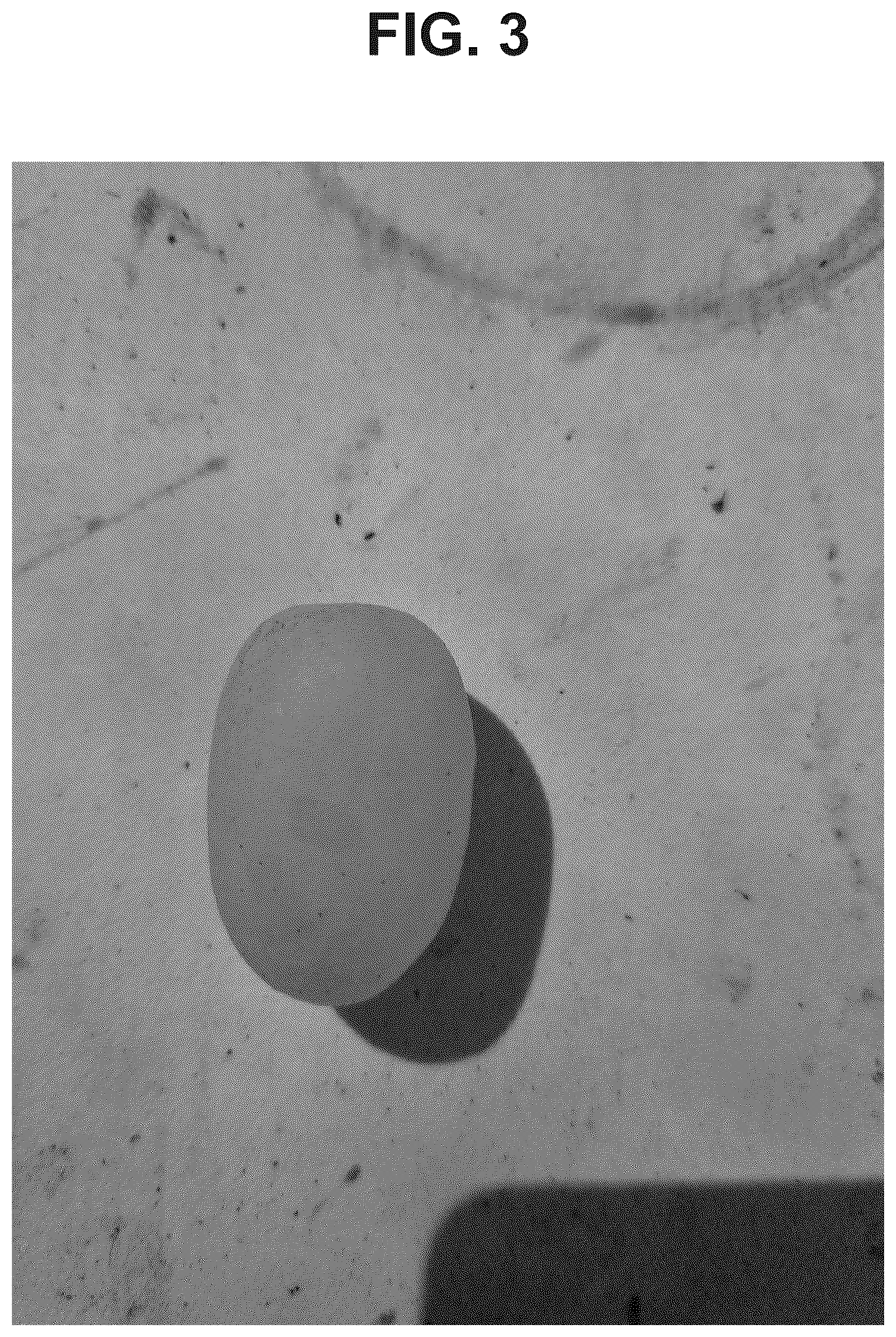Patent USPP037390 Figure 3 – Grapevine plant named ‘Big Bear’