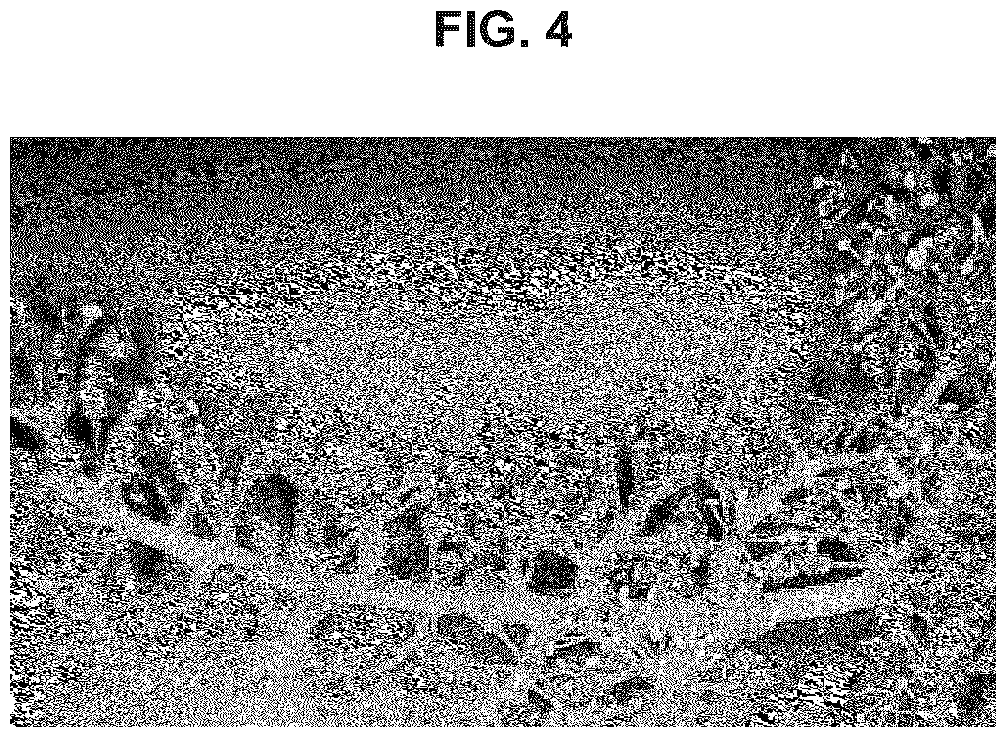 Patent USPP037390 Figure 4 – Grapevine plant named ‘Big Bear’
