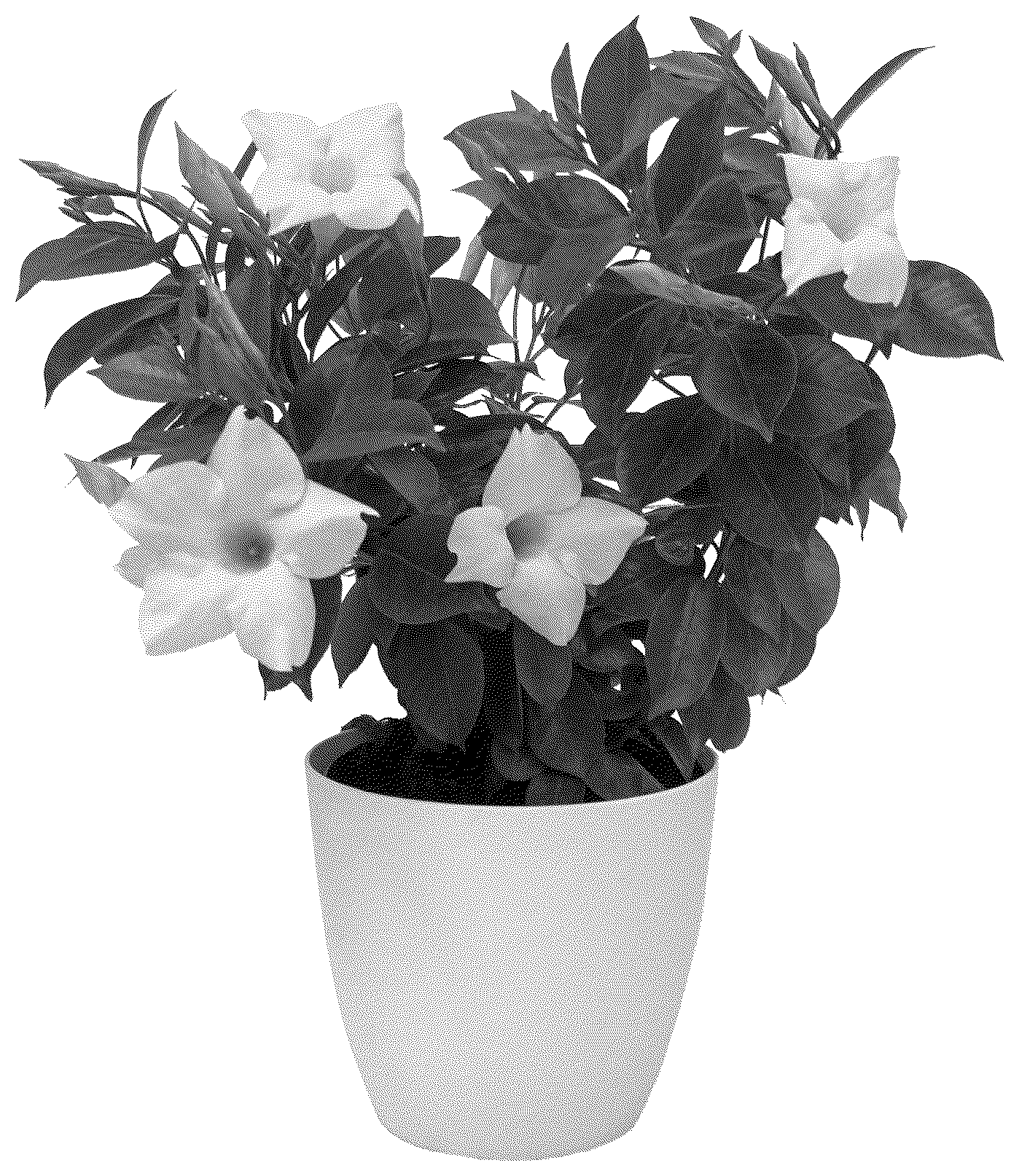 Patent USPP037391 — Mandevilla plant named ‘KLEMS23101’ — Figure 1