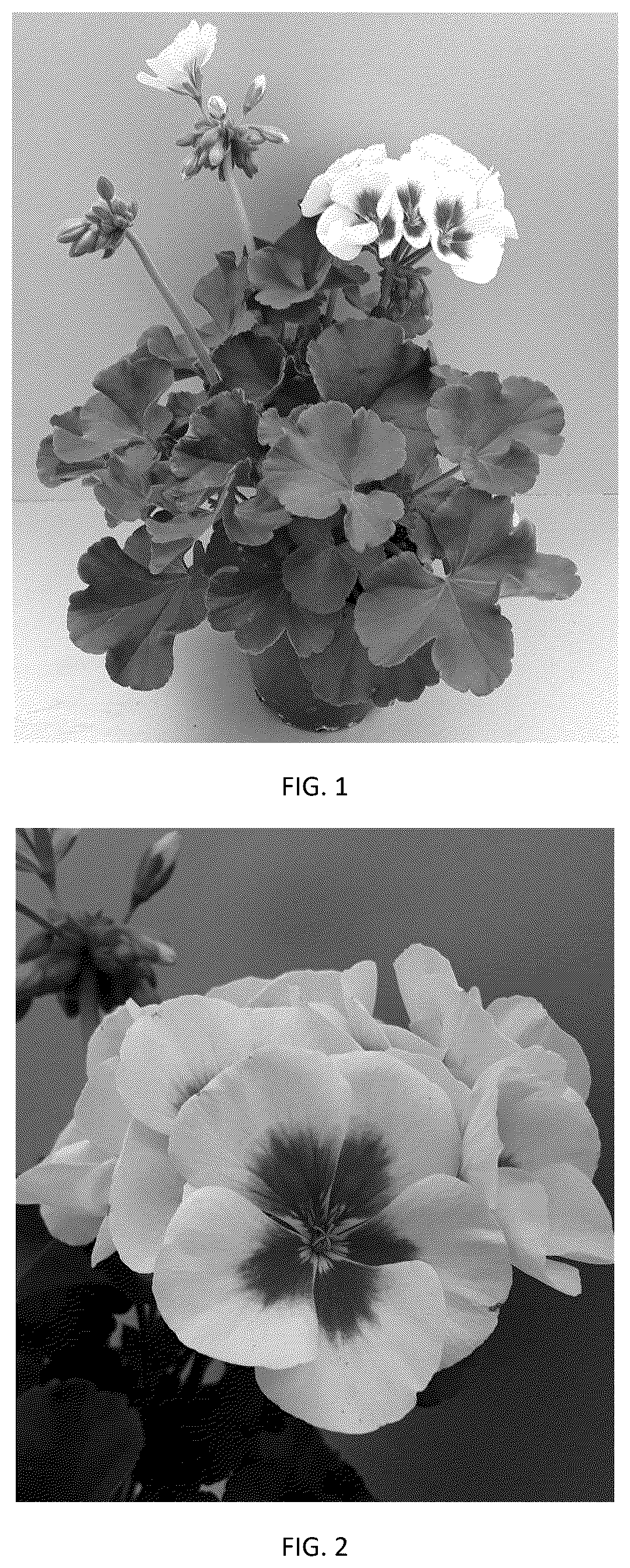Patent USPP037392 — Pelargonium plant named ‘PEQZ0108’ — Figure 1