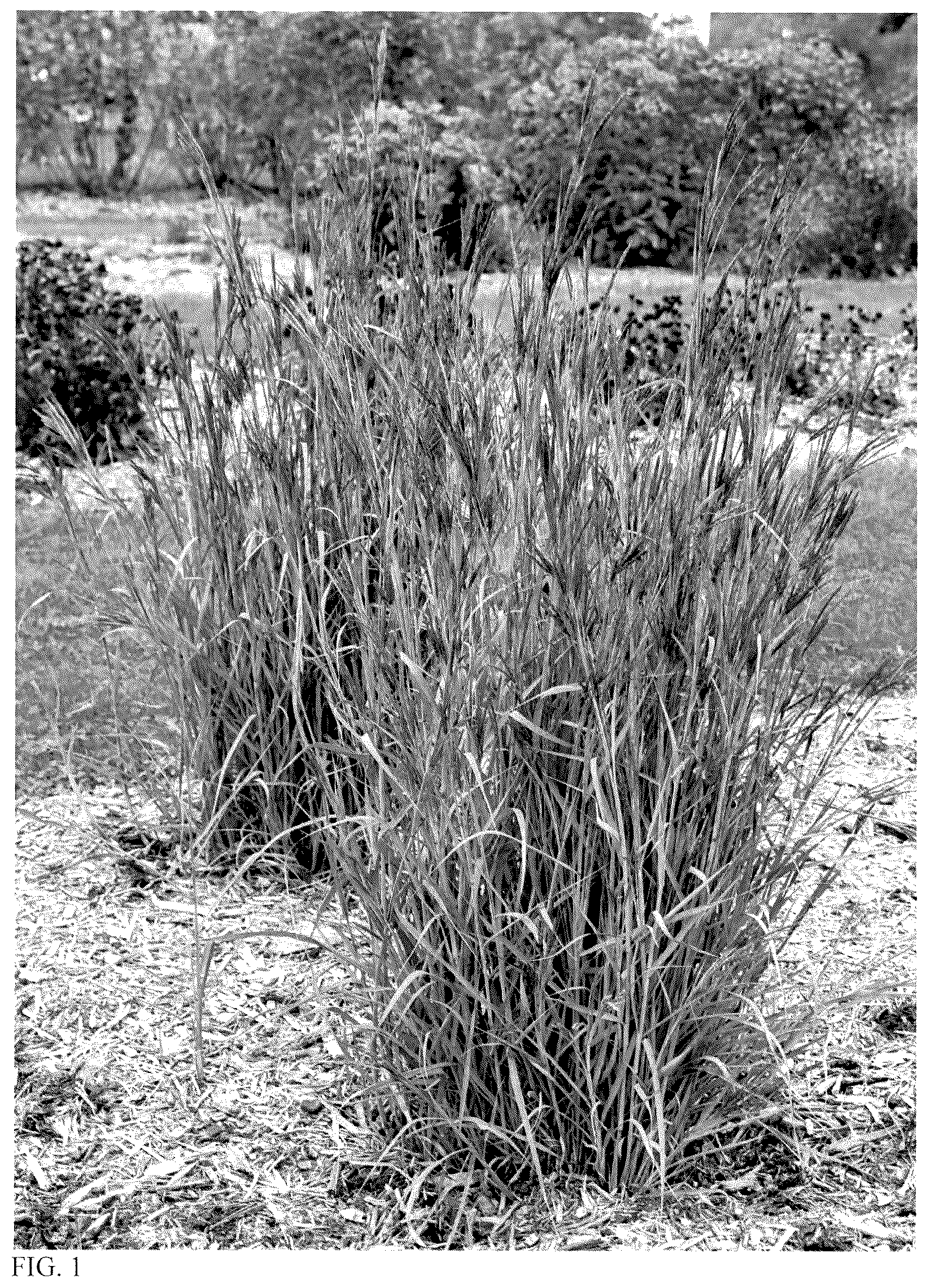 Patent USPP037393 — Andropogon grass named ‘Blue Steel’ — Figure 1