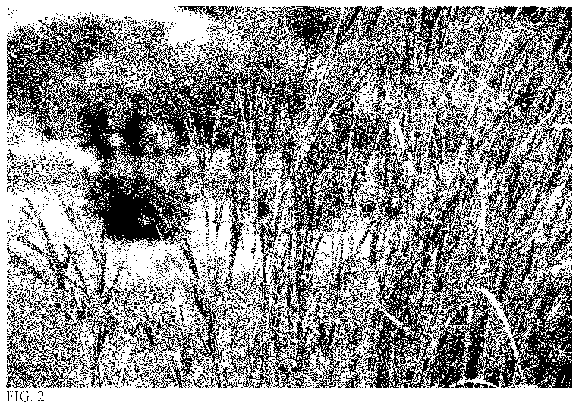 Patent USPP037393 Figure 2 – Andropogon grass named ‘Blue Steel’