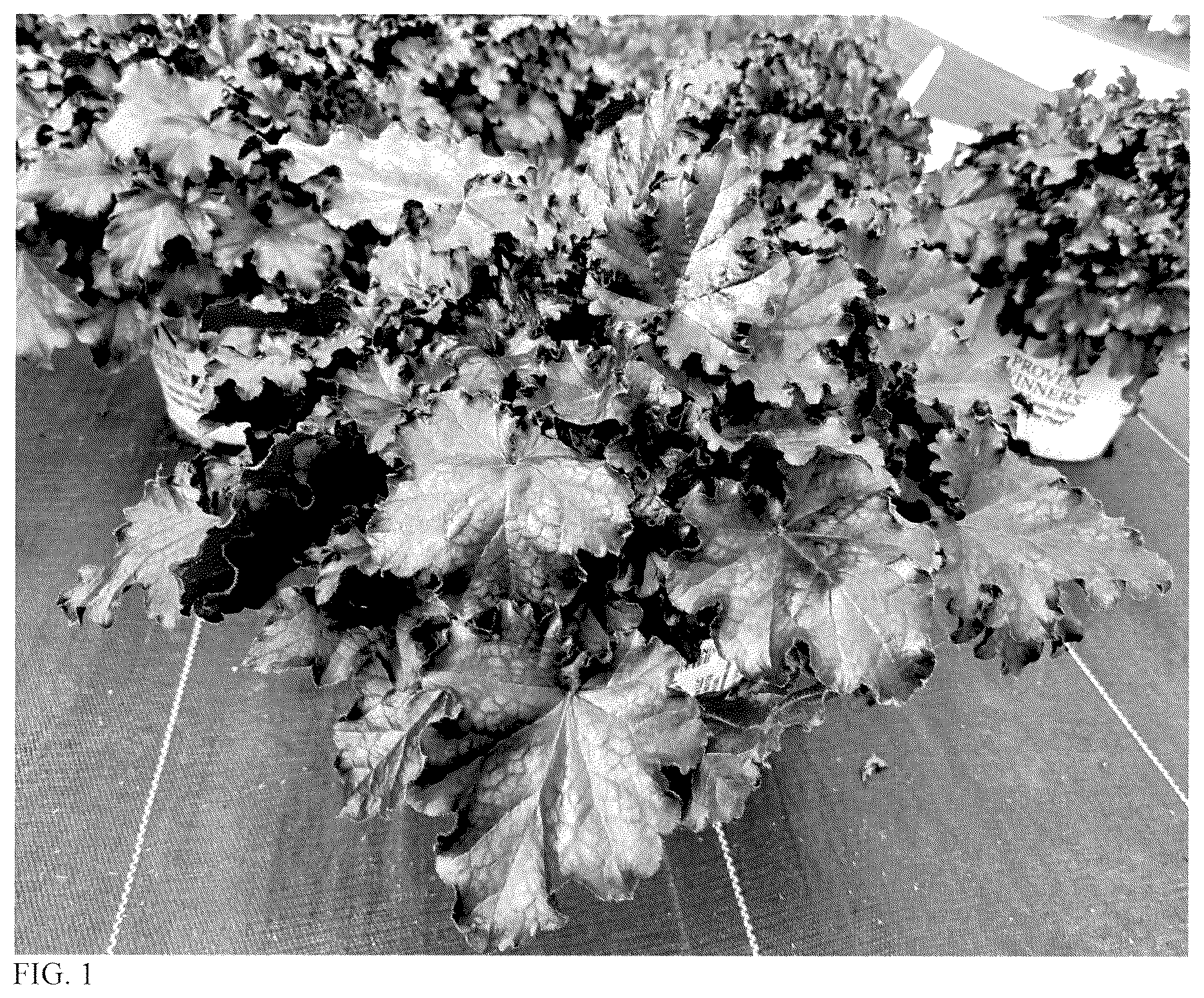 Patent USPP037394 — Heuchera plant named ‘Sultry Night’ — Figure 1