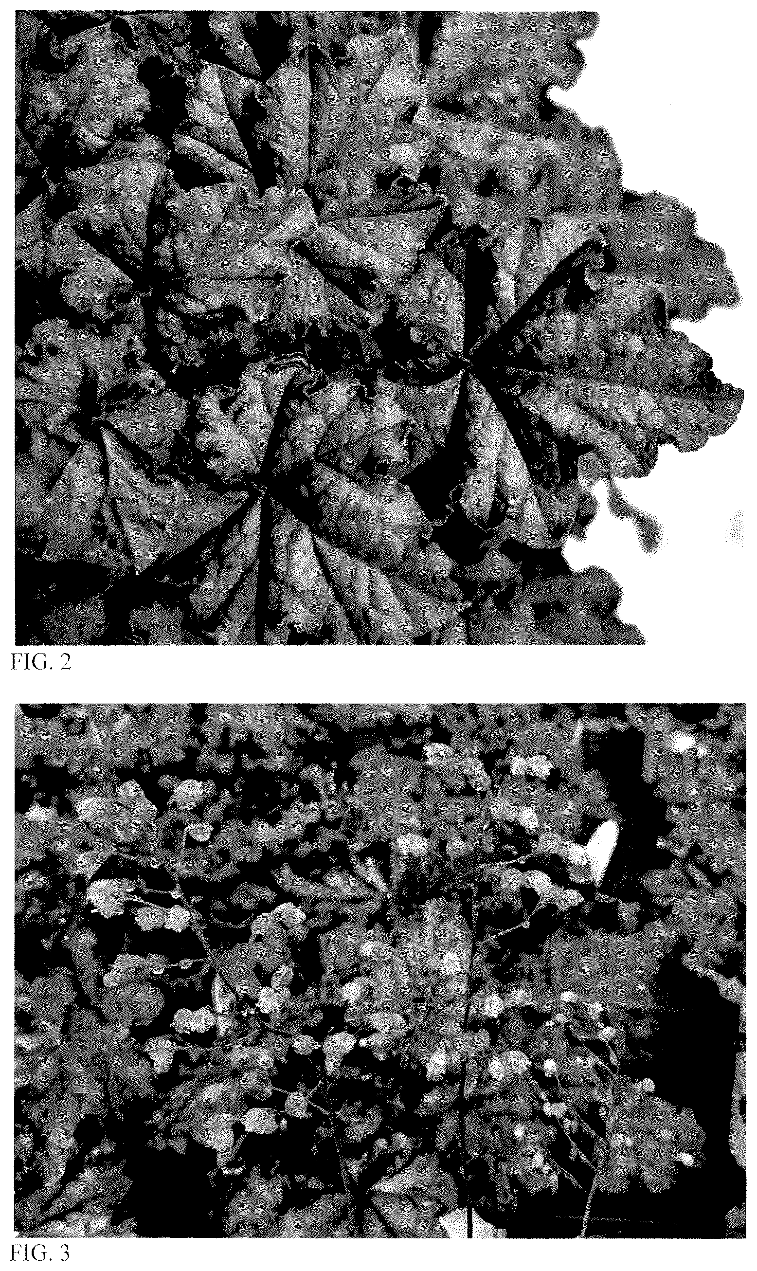 Patent USPP037394 Figure 2 – Heuchera plant named ‘Sultry Night’