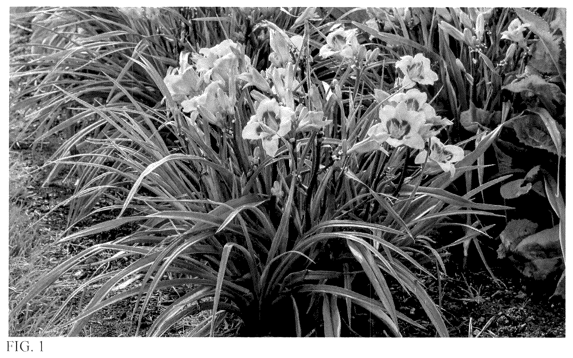 Patent USPP037395 — Hemerocallis plant named ‘Honey Barbeque’ — Figure 1
