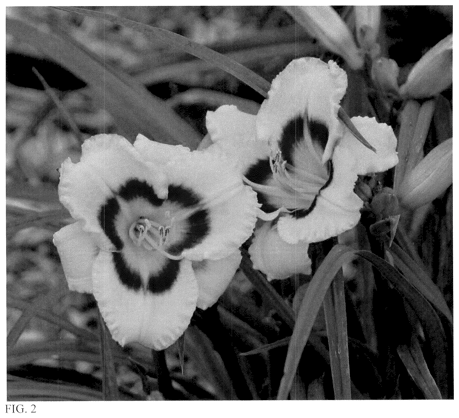 Patent USPP037395 Figure 2 – Hemerocallis plant named ‘Honey Barbeque’