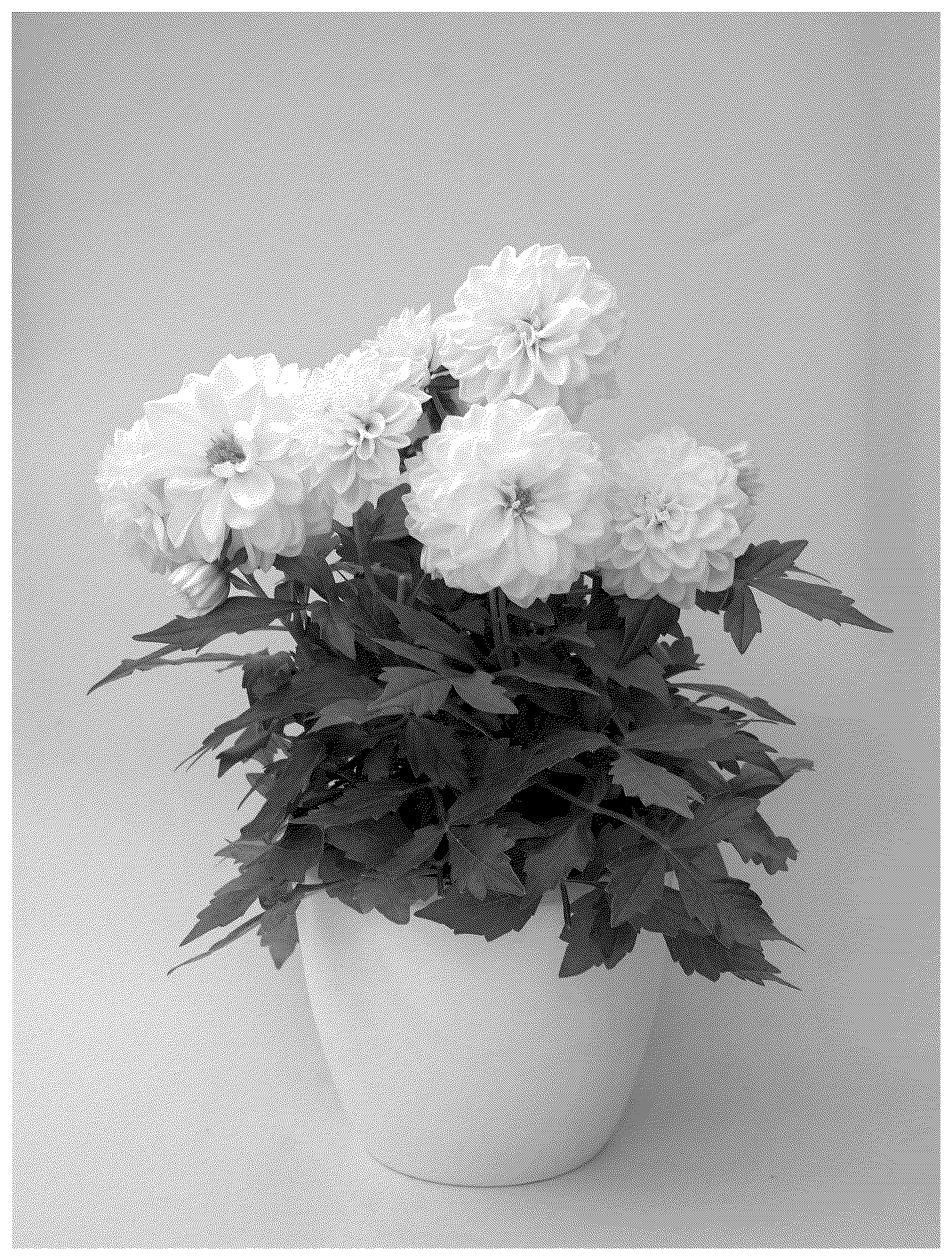 Patent USPP037396 Figure 1 – Dahlia plant named ‘KLEDH24733’