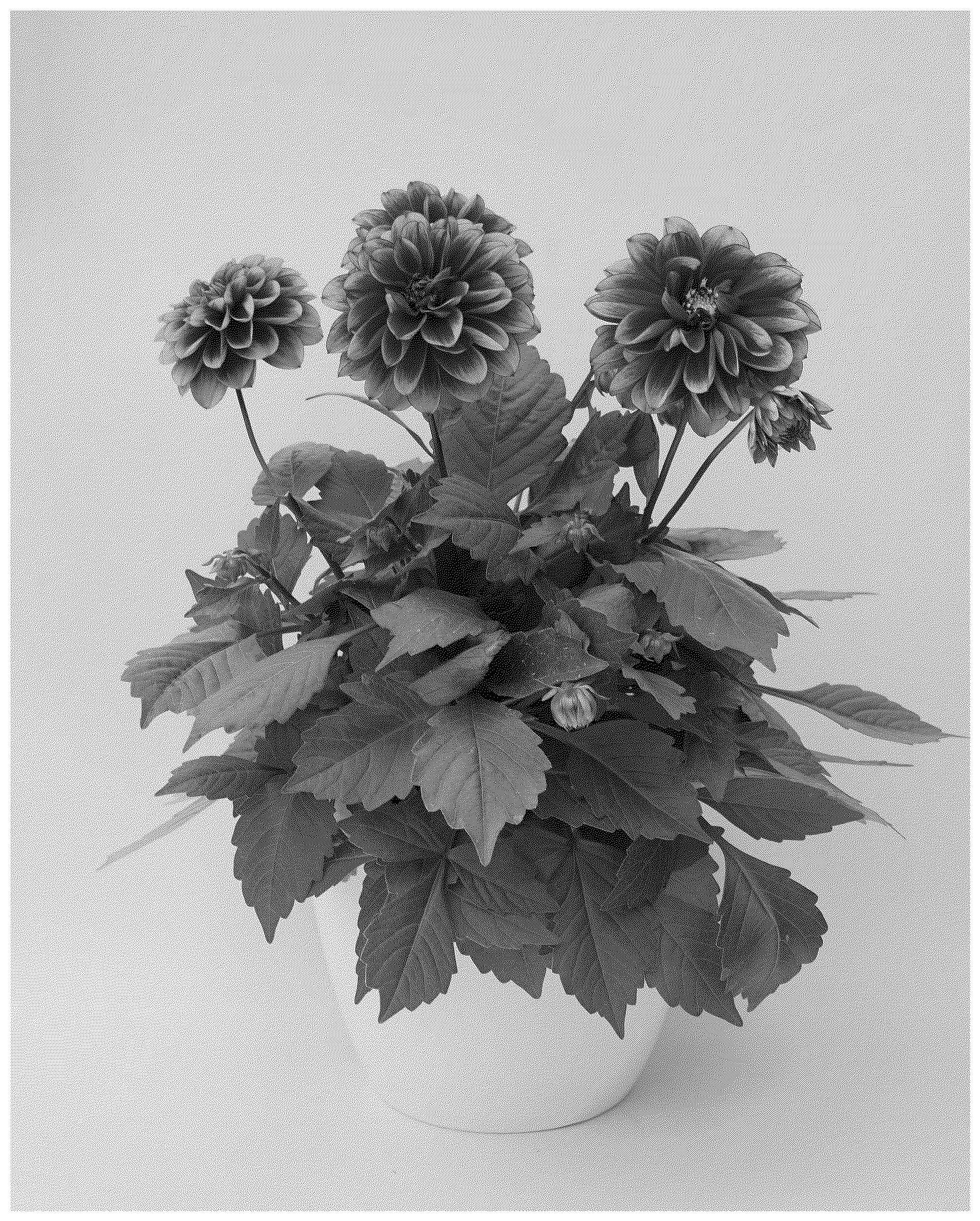 Patent USPP037397 Figure 1 – Dahlia plant named ‘KLEDH24695’