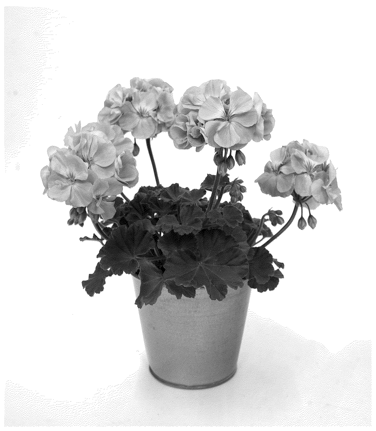 Patent USPP037398 Figure 1 – Pelargonium plant named ‘KLEPZ24857’