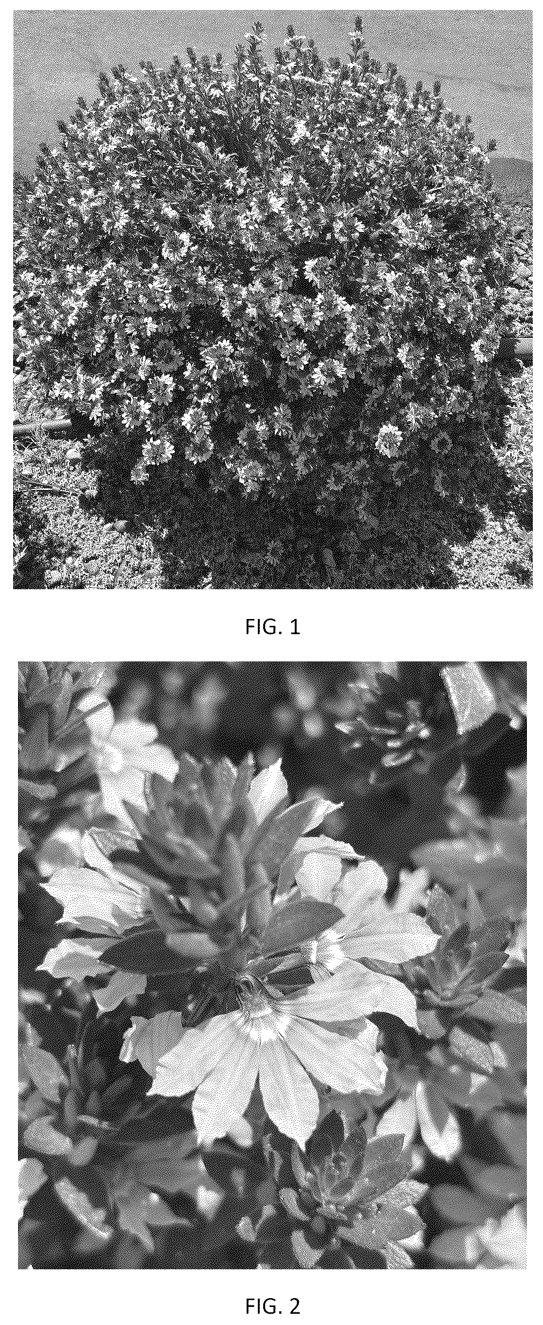 Patent USPP037399 — Scaevola plant named ‘SVAZ0011’ — Figure 1
