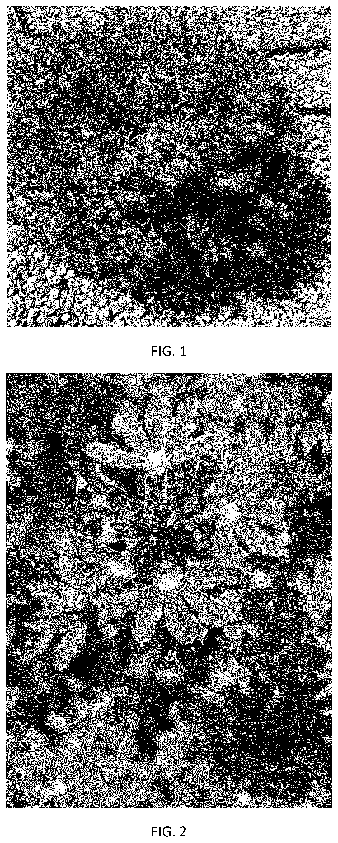 Patent USPP037400 Figure 1 – Scaevola plant named ‘SVAZ0007’