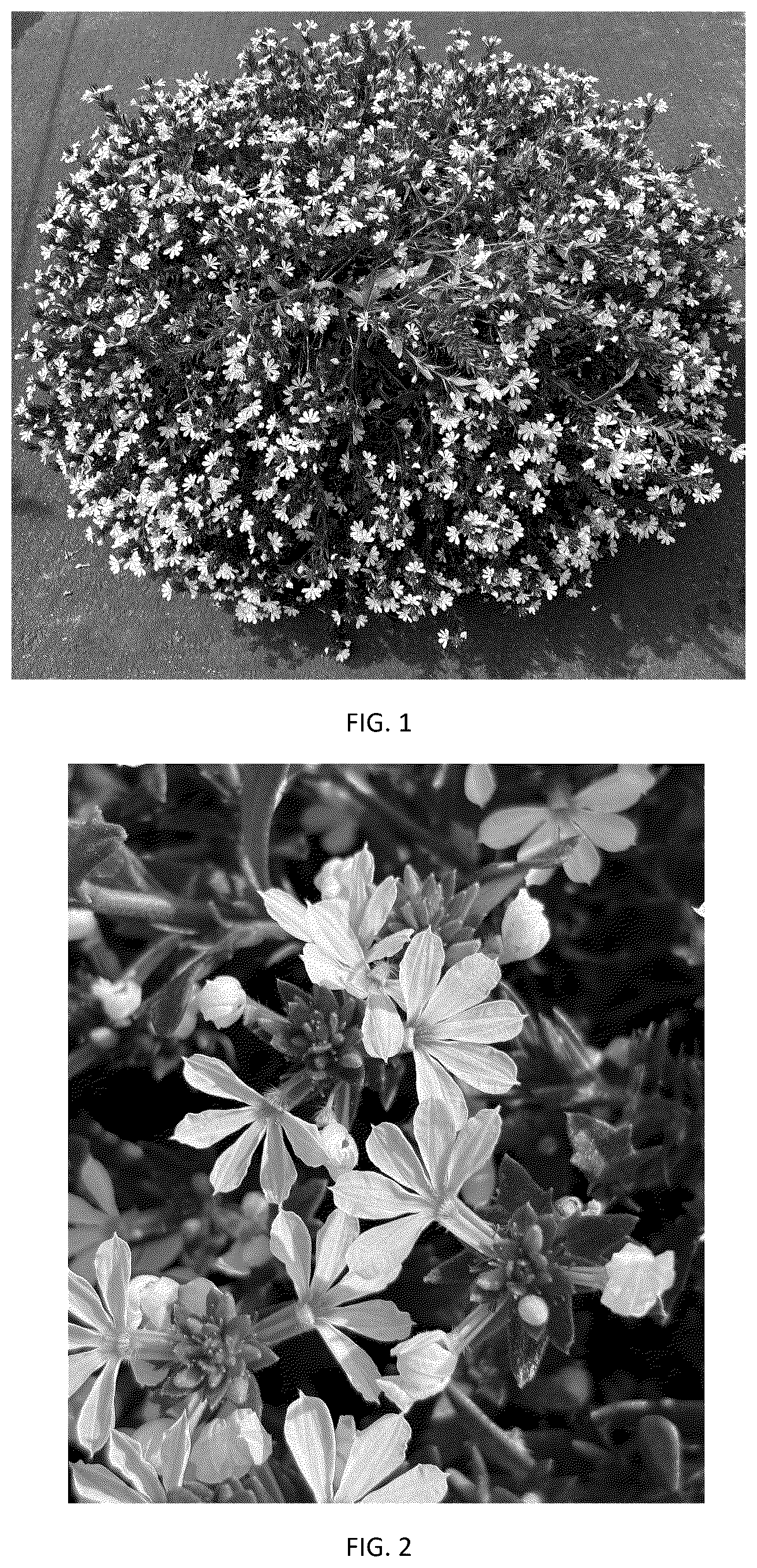 Patent USPP037401 Figure 1 – Scaevola plant named ‘SVAZ0009’