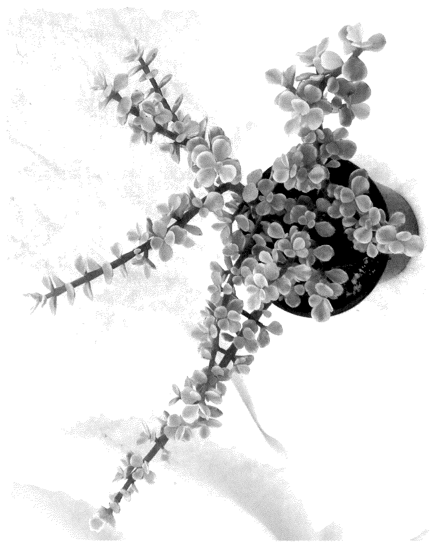 Patent USPP037402 Figure 1 – Portulacaria plant named ‘Jubilee’