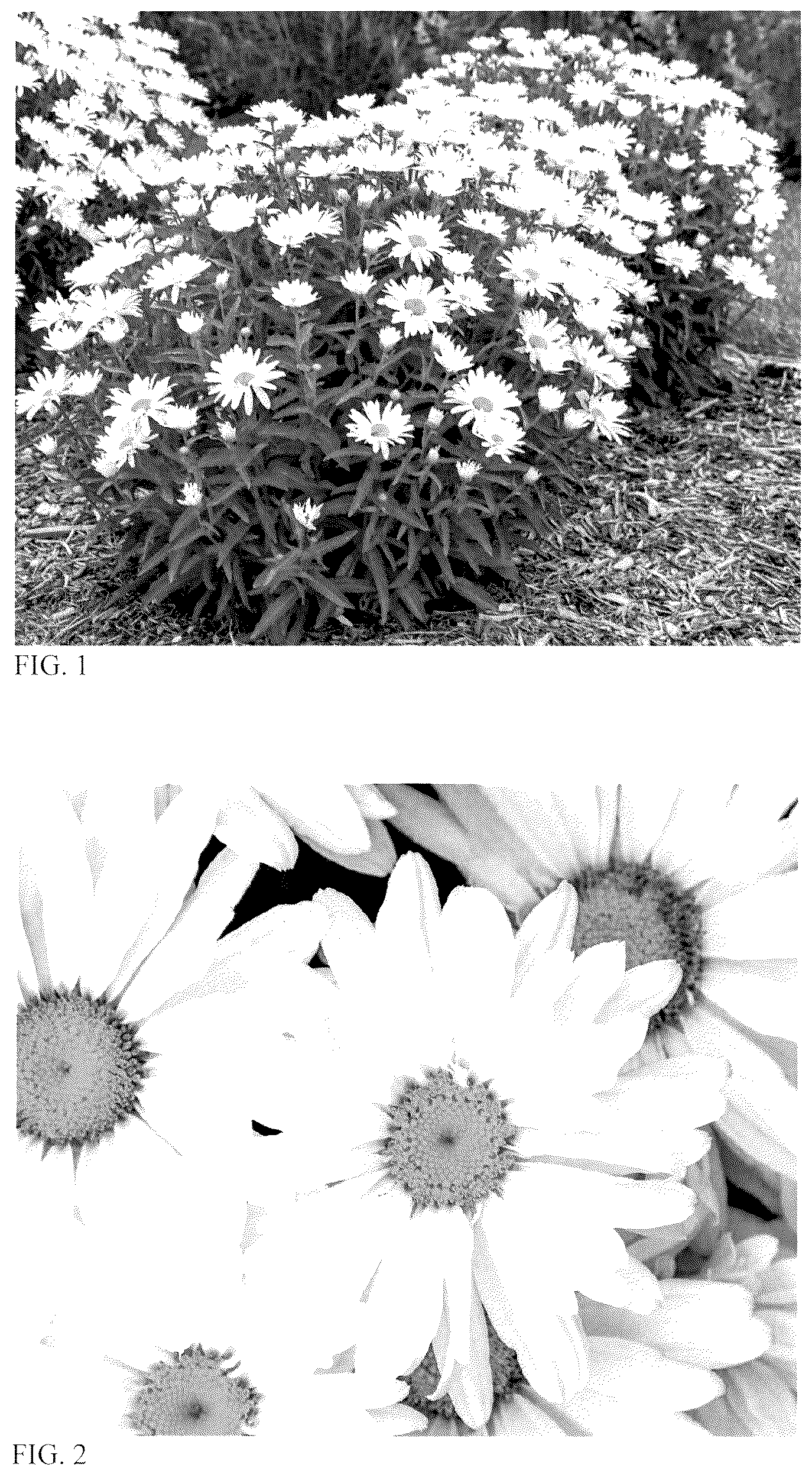 Patent USPP037403 Figure 1 – Leucanthemum plant named ‘Dream Big’