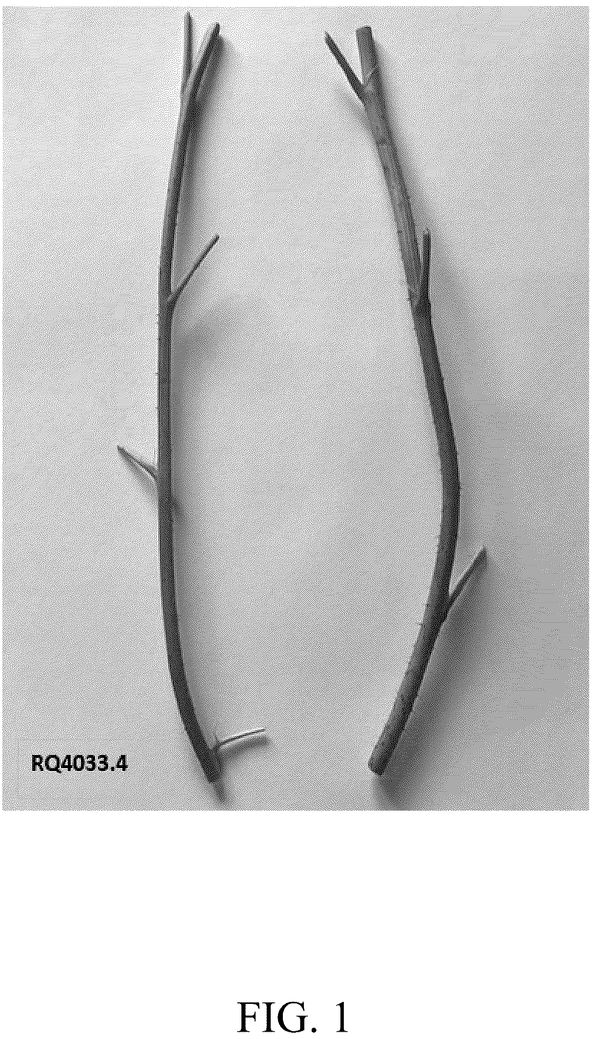 Patent USPP037404 Figure 1 – Raspberry plant named ‘DrisRaspTwentySix’