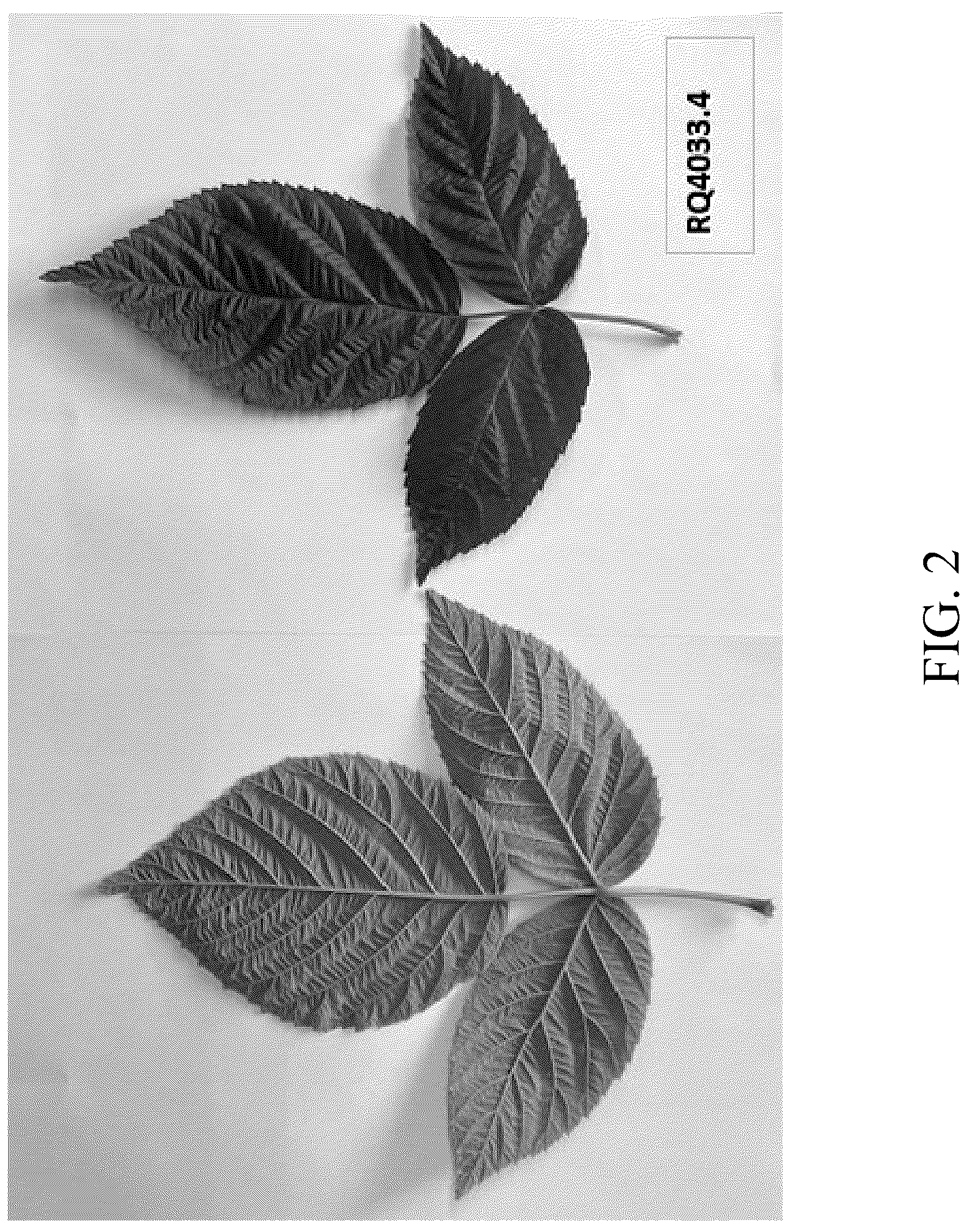 Patent USPP037404 Figure 2 – Raspberry plant named ‘DrisRaspTwentySix’