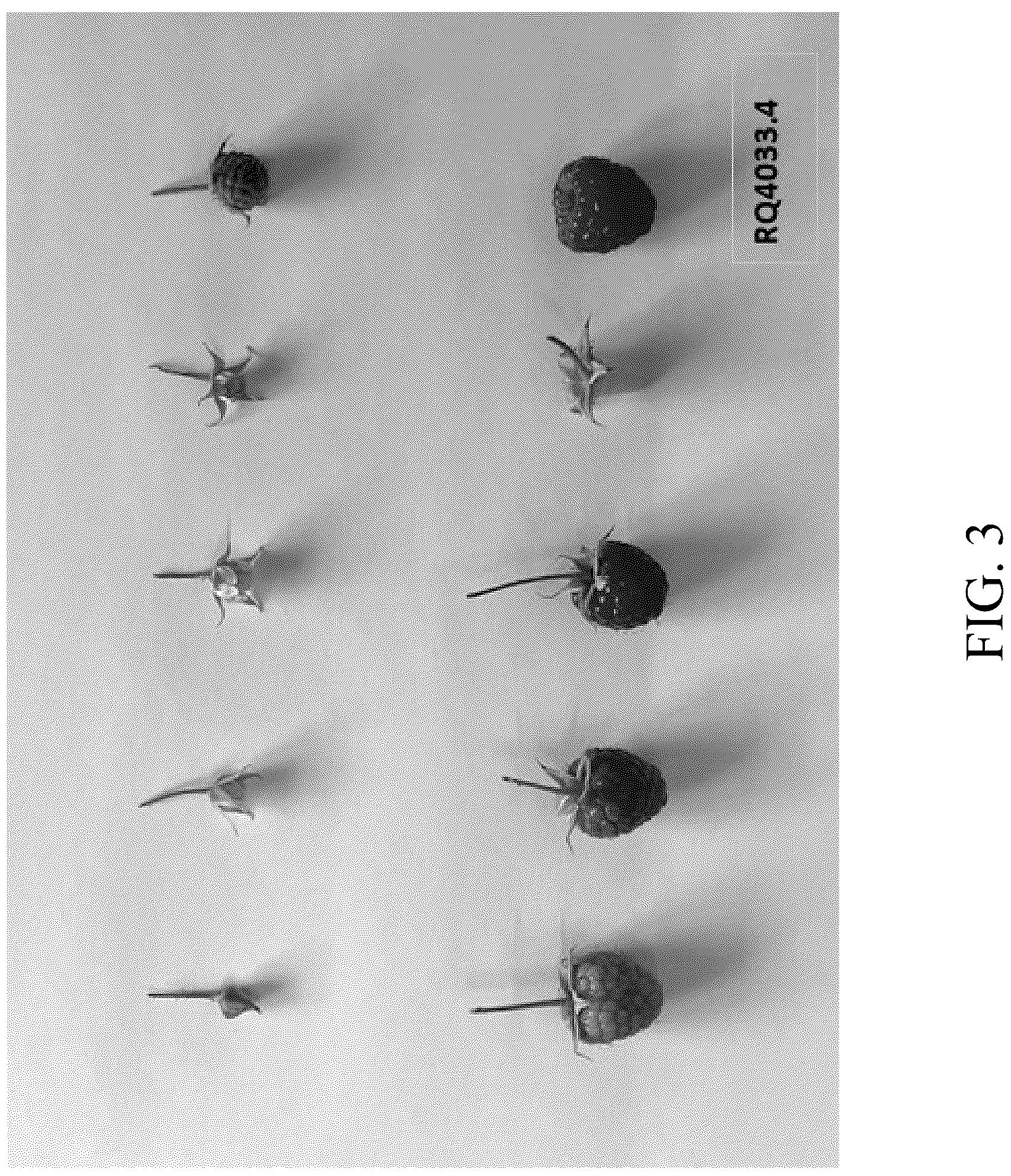 Patent USPP037404 Figure 3 – Raspberry plant named ‘DrisRaspTwentySix’
