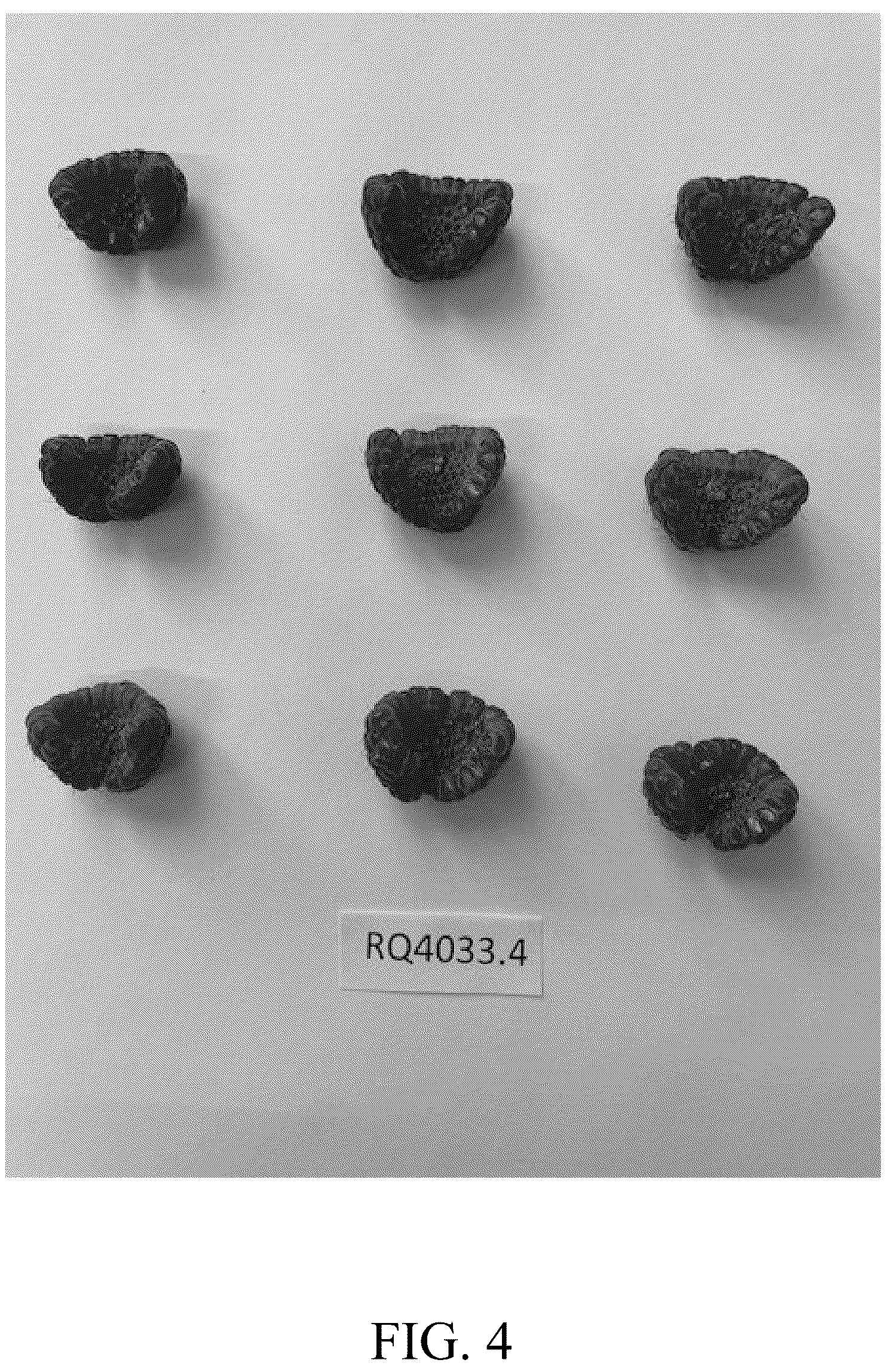 Patent USPP037404 Figure 4 – Raspberry plant named ‘DrisRaspTwentySix’