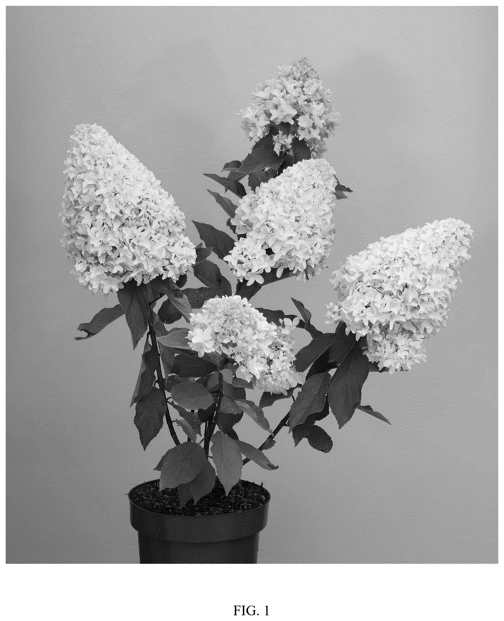 Patent USPP037405 Figure 1 – Hydrangea plant named ‘OLLEDE’