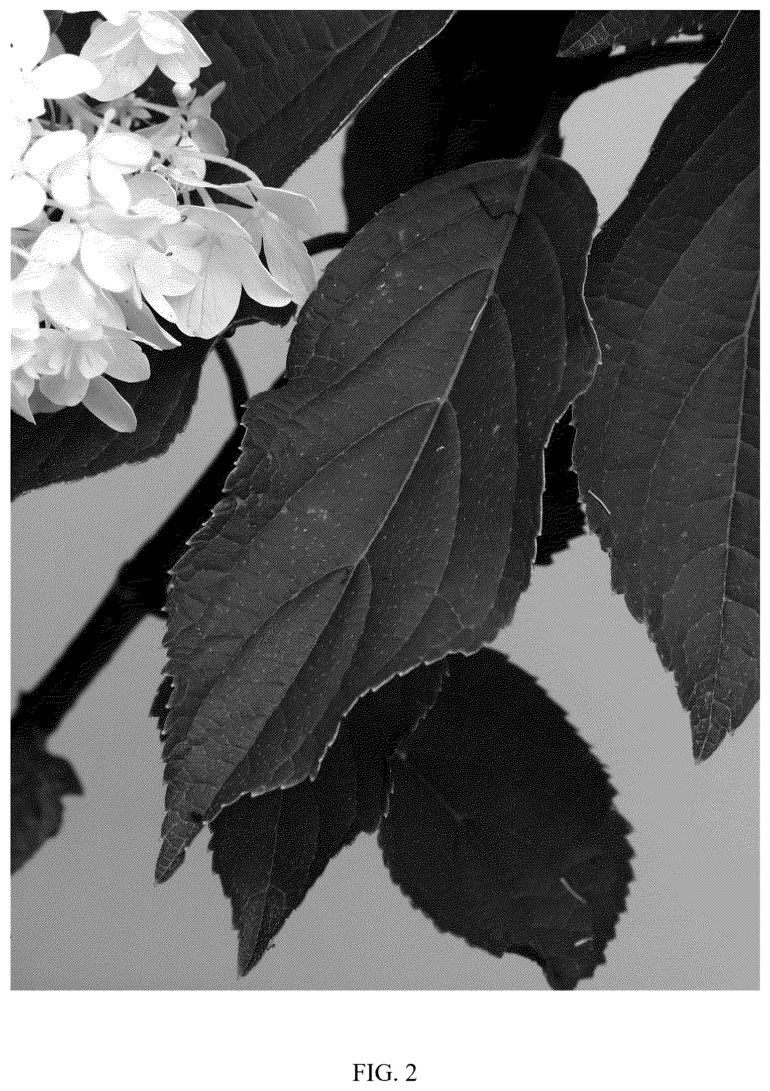 Patent USPP037405 Figure 2 – Hydrangea plant named ‘OLLEDE’