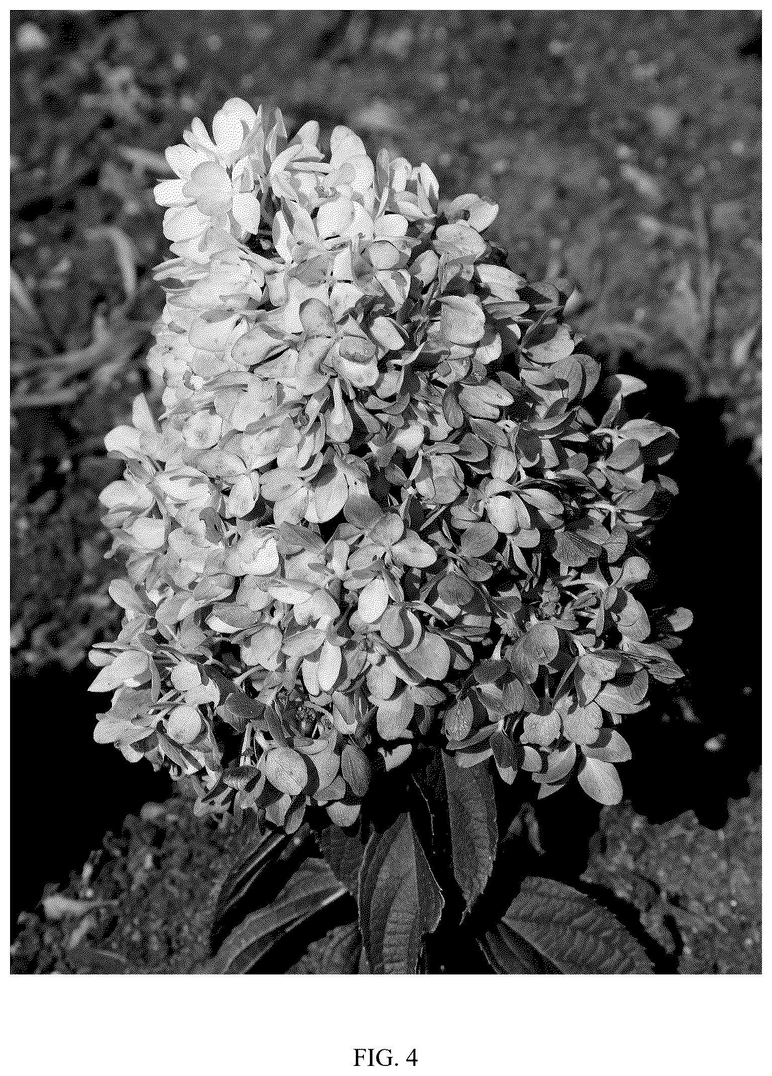 Patent USPP037405 Figure 4 – Hydrangea plant named ‘OLLEDE’