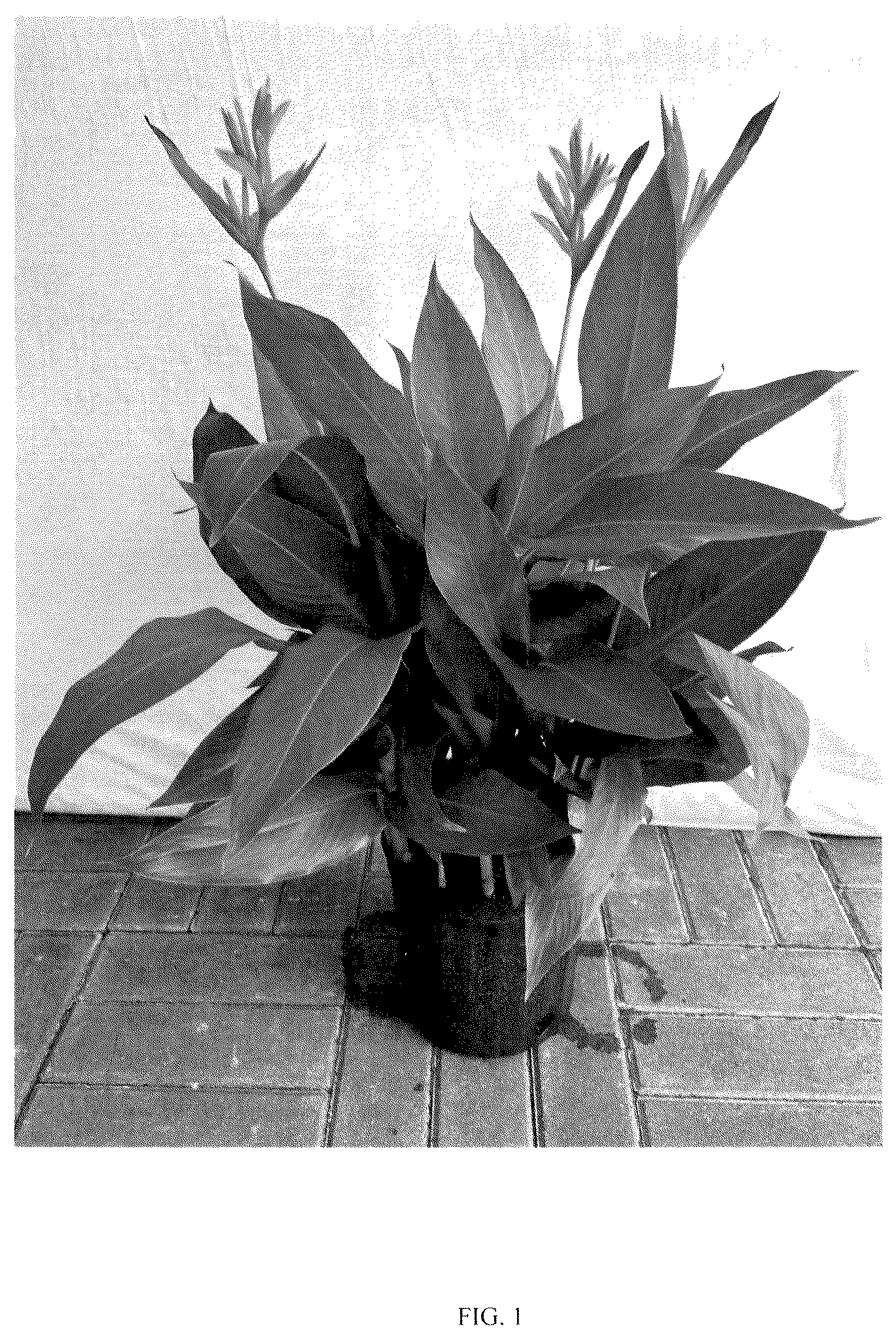 Patent USPP037406 Figure 1 – Heliconia plant named ‘LOVE BIRD’