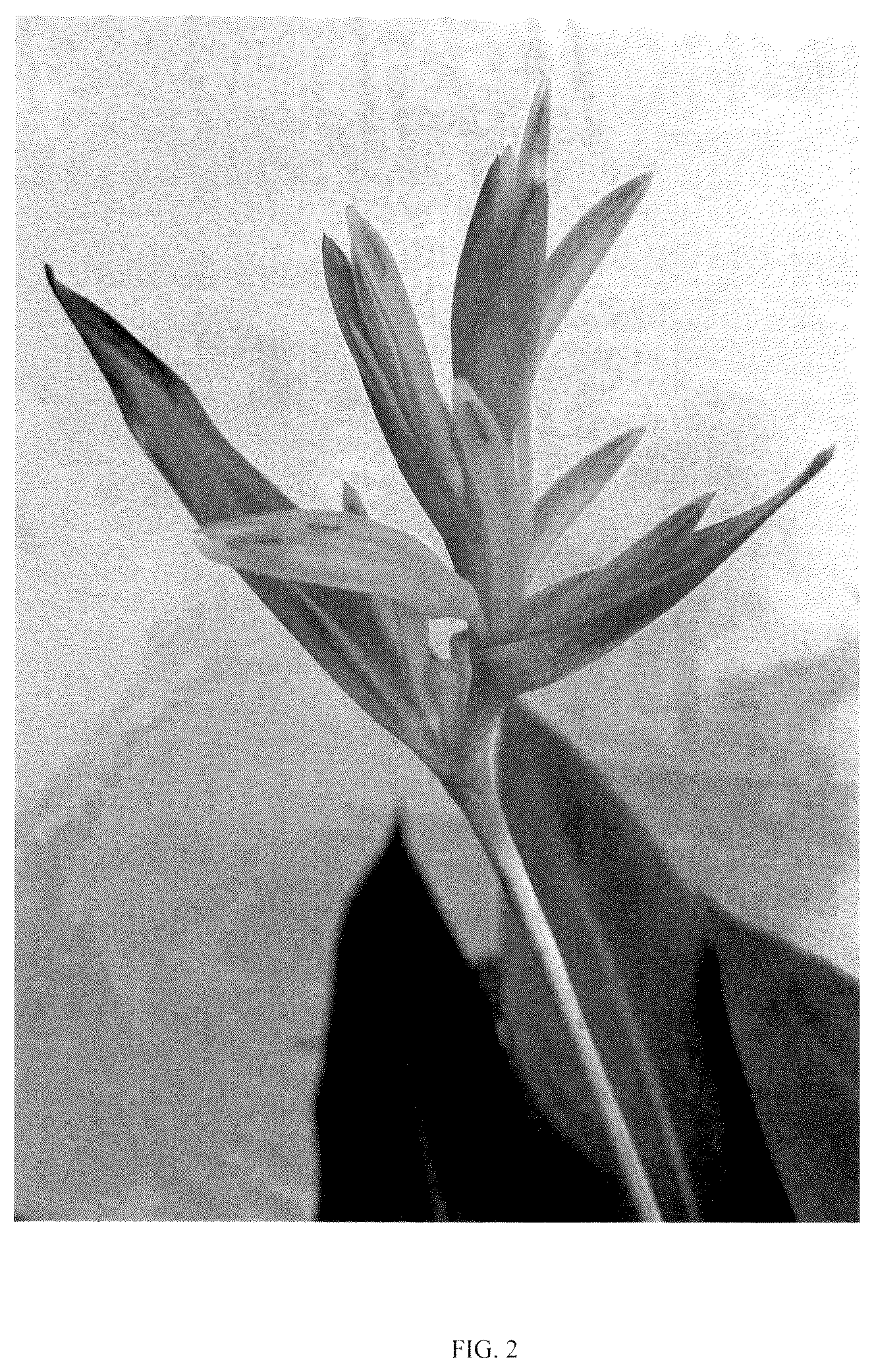 Patent USPP037406 Figure 2 – Heliconia plant named ‘LOVE BIRD’