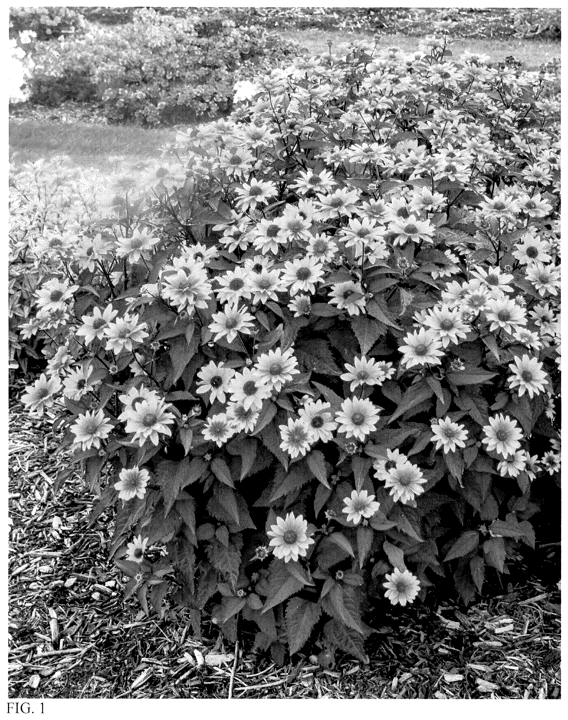 Patent USPP037407 Figure 1 – Heliopsis plant named ‘Sundial’