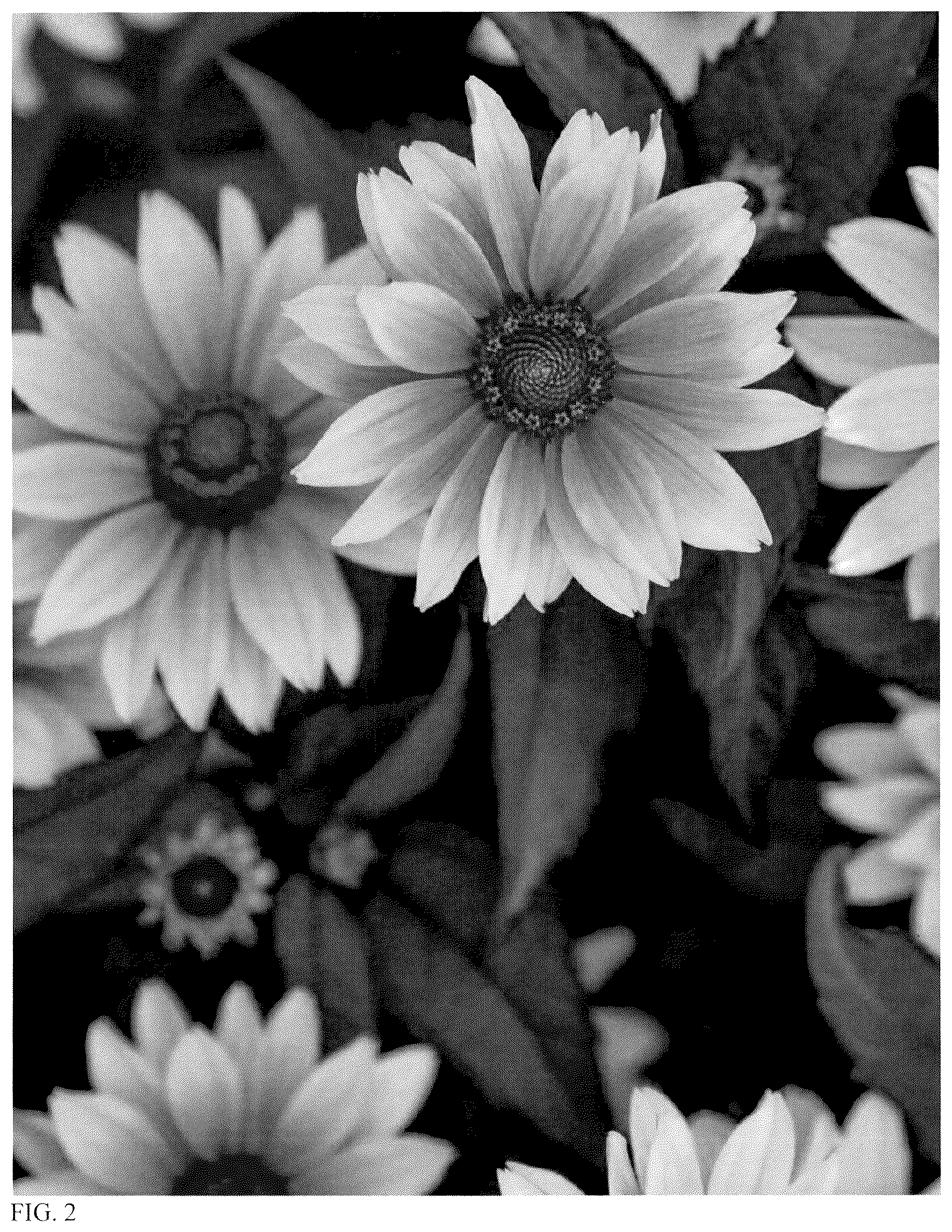 Patent USPP037407 Figure 2 – Heliopsis plant named ‘Sundial’