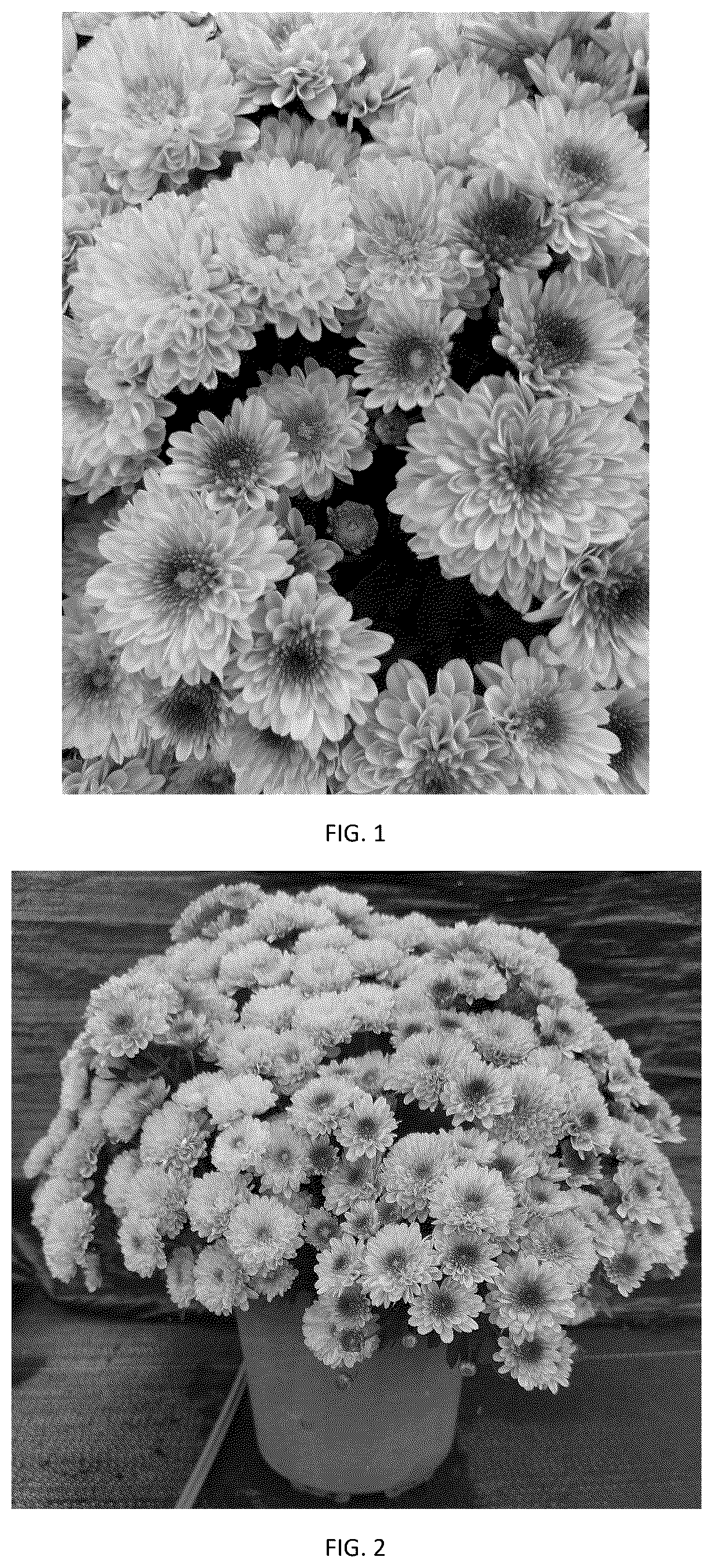 Patent USPP037408 Figure 1 – Chrysanthemum plant named ‘CIFZ0113’