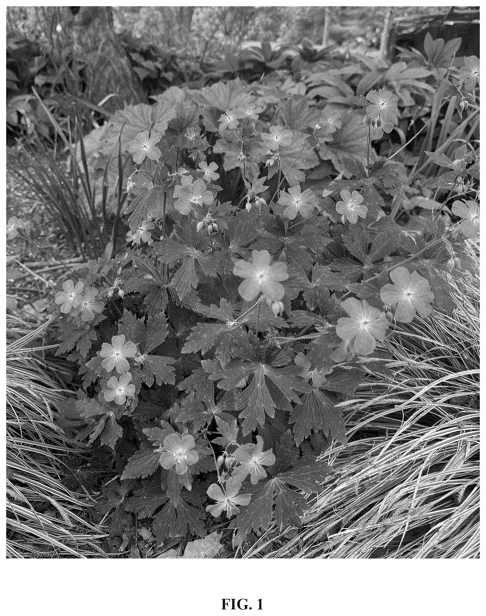 Patent USPP037409 Figure 1 – Geranium plant named ‘Dark Roast’