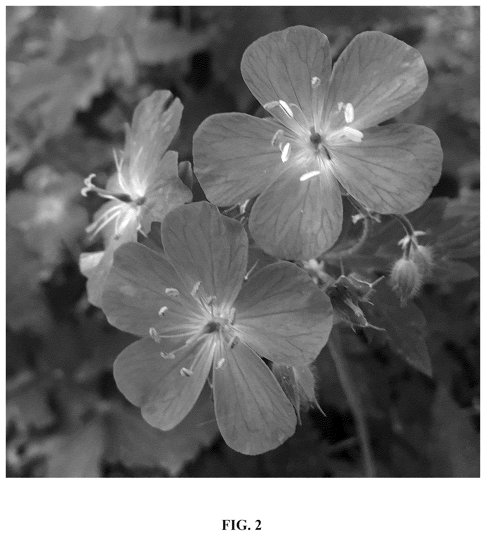 Patent USPP037409 Figure 2 – Geranium plant named ‘Dark Roast’