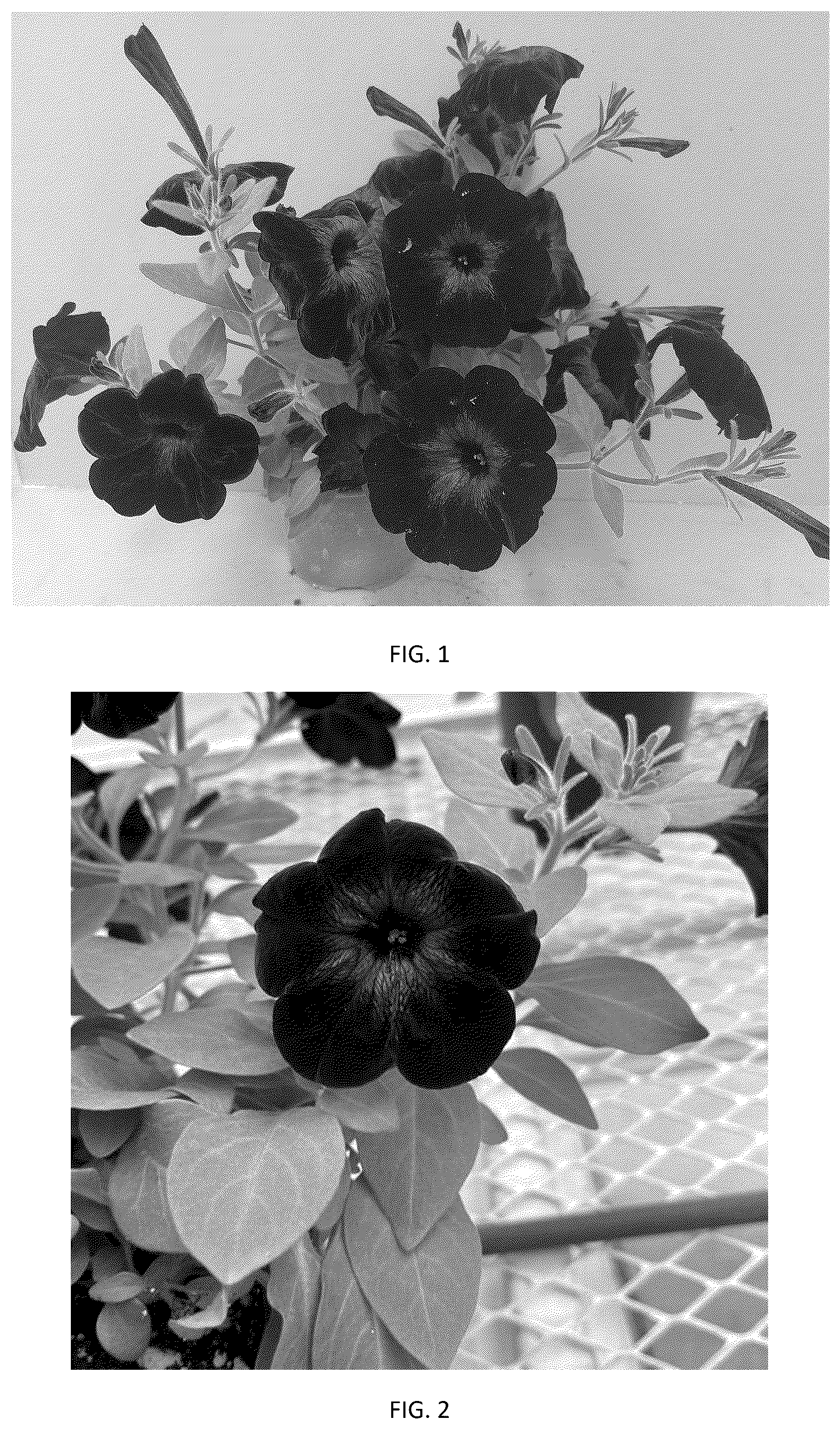 Patent USPP037410 Figure 1 – Petunia plant named ‘PEHY0089’