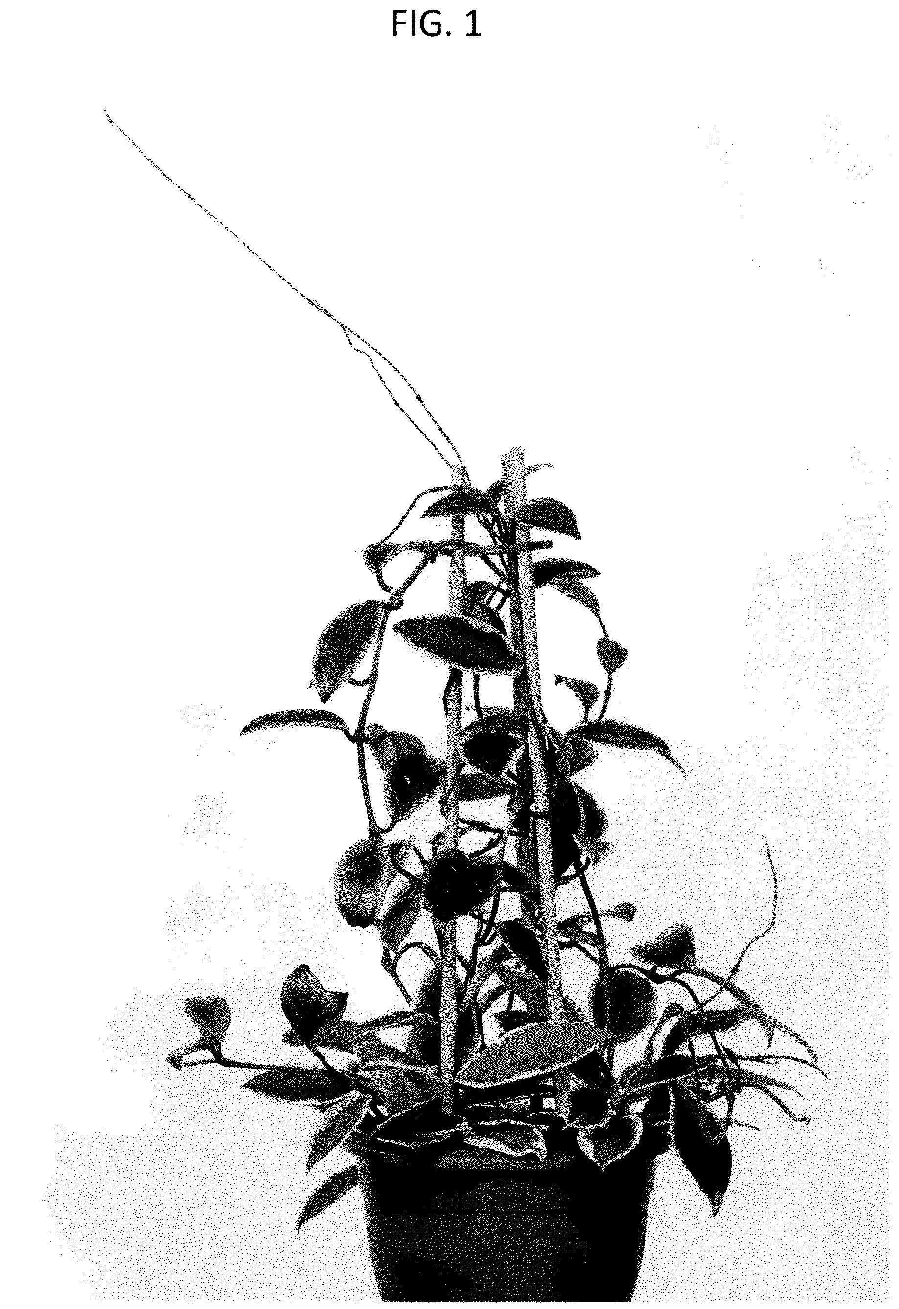 Patent USPP037411 Figure 1 – Hoya plant named ‘G4Y0002’