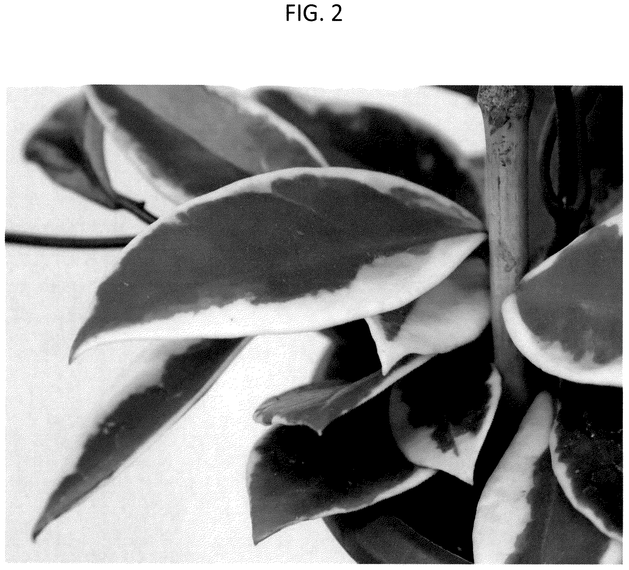 Patent USPP037411 Figure 2 – Hoya plant named ‘G4Y0002’
