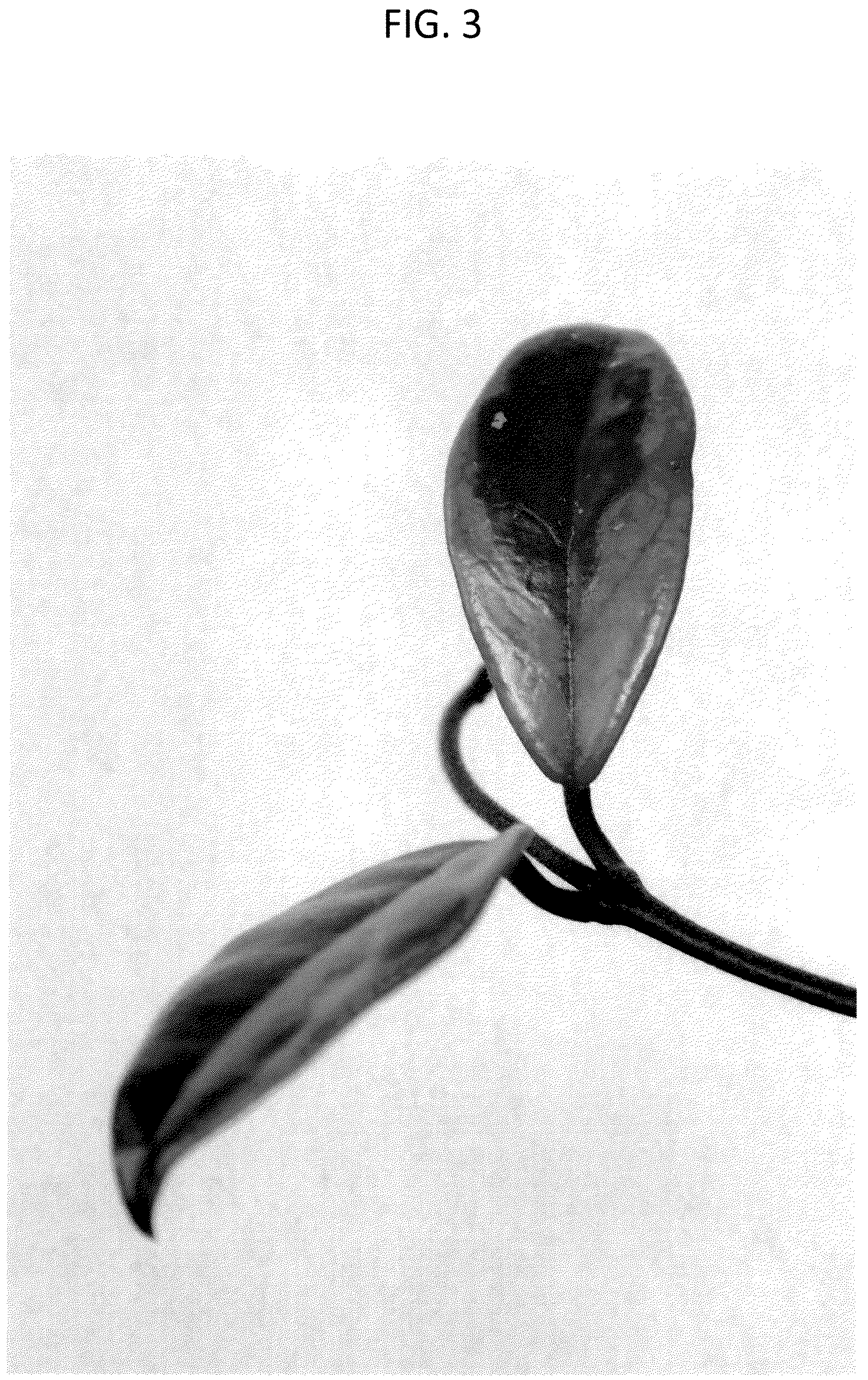 Patent USPP037411 Figure 3 – Hoya plant named ‘G4Y0002’